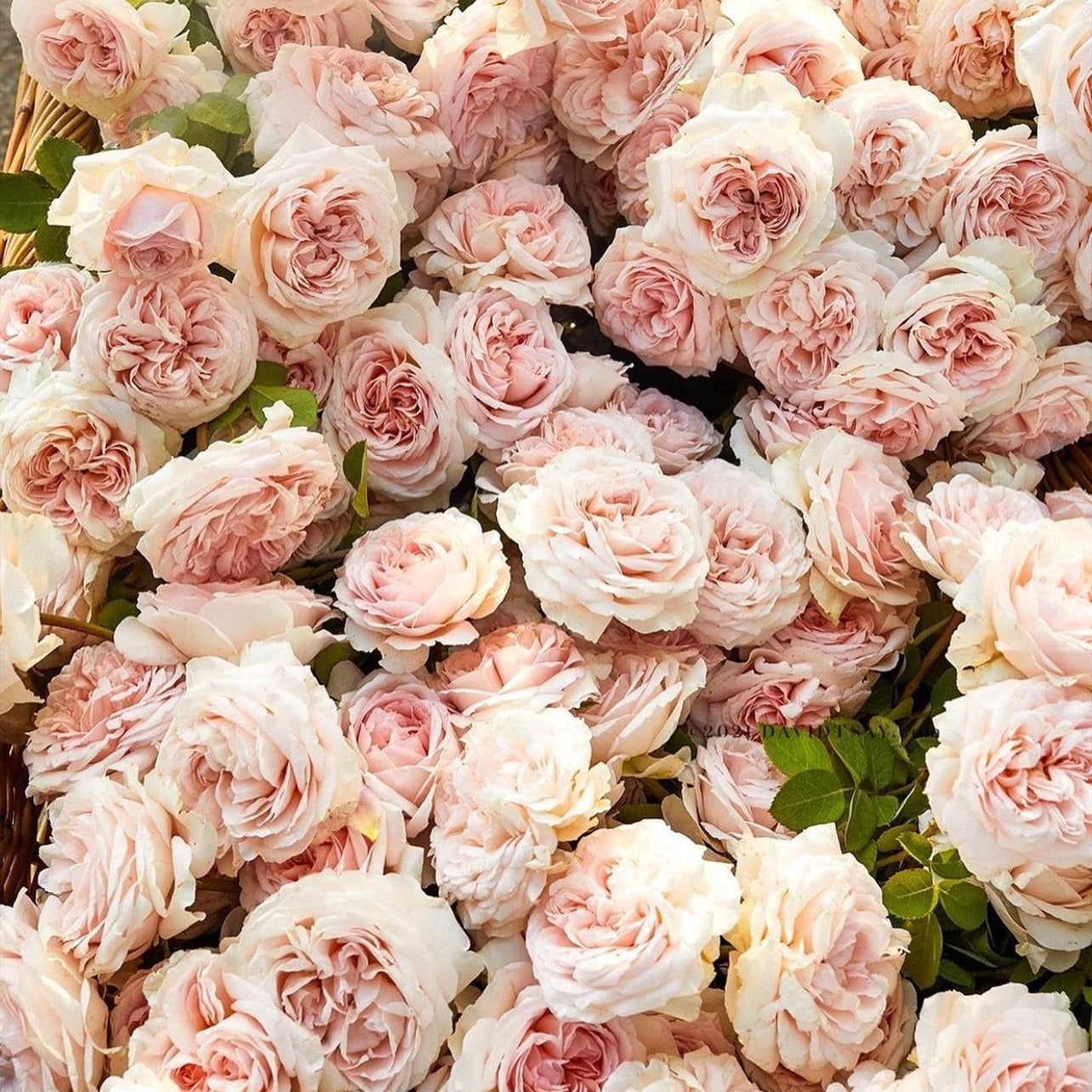 How to Design a Themed Rose Garden: A More Meaningful Way to Plant Roses