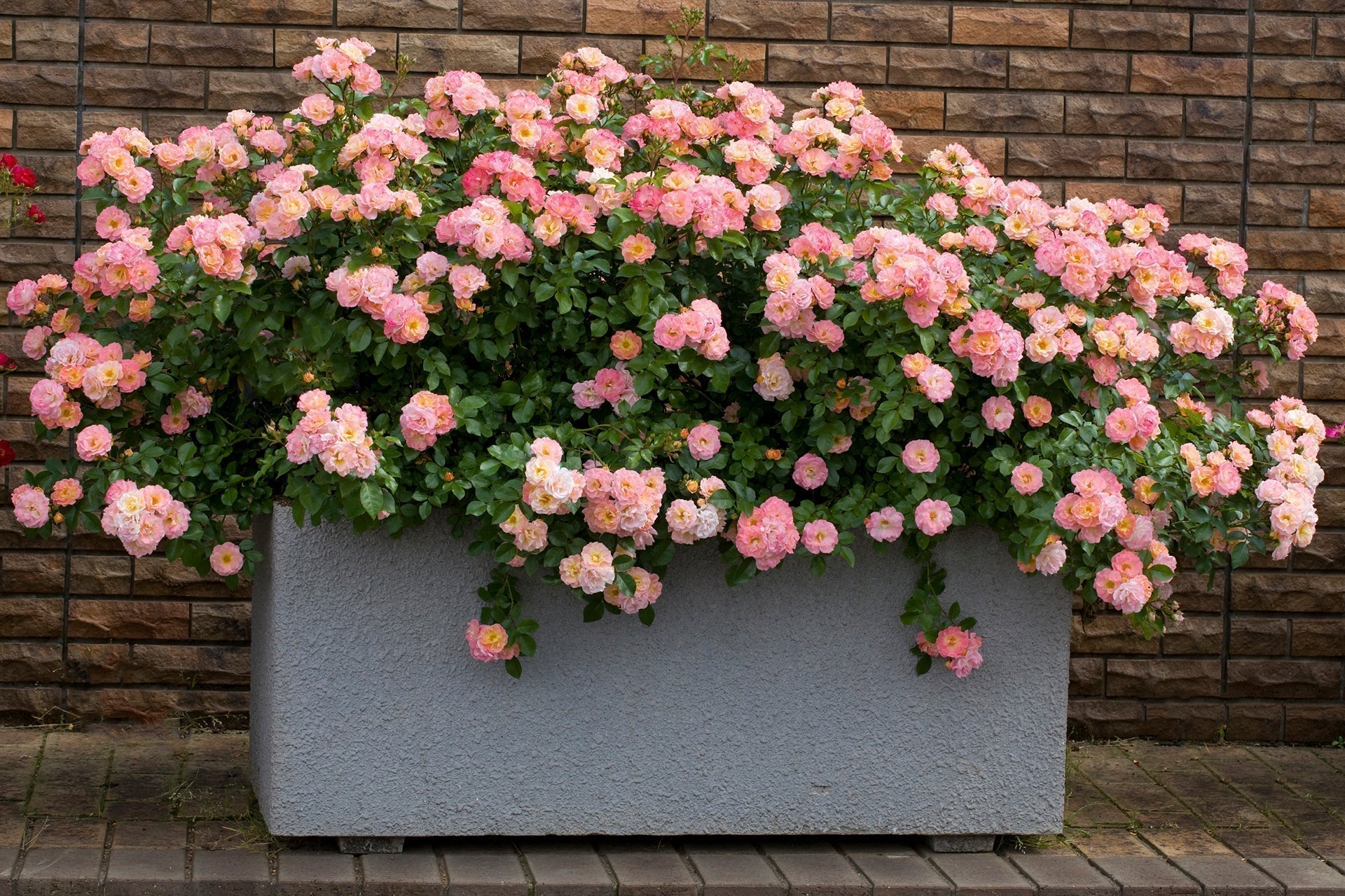 Why Drift® Roses Belong in Every Garden