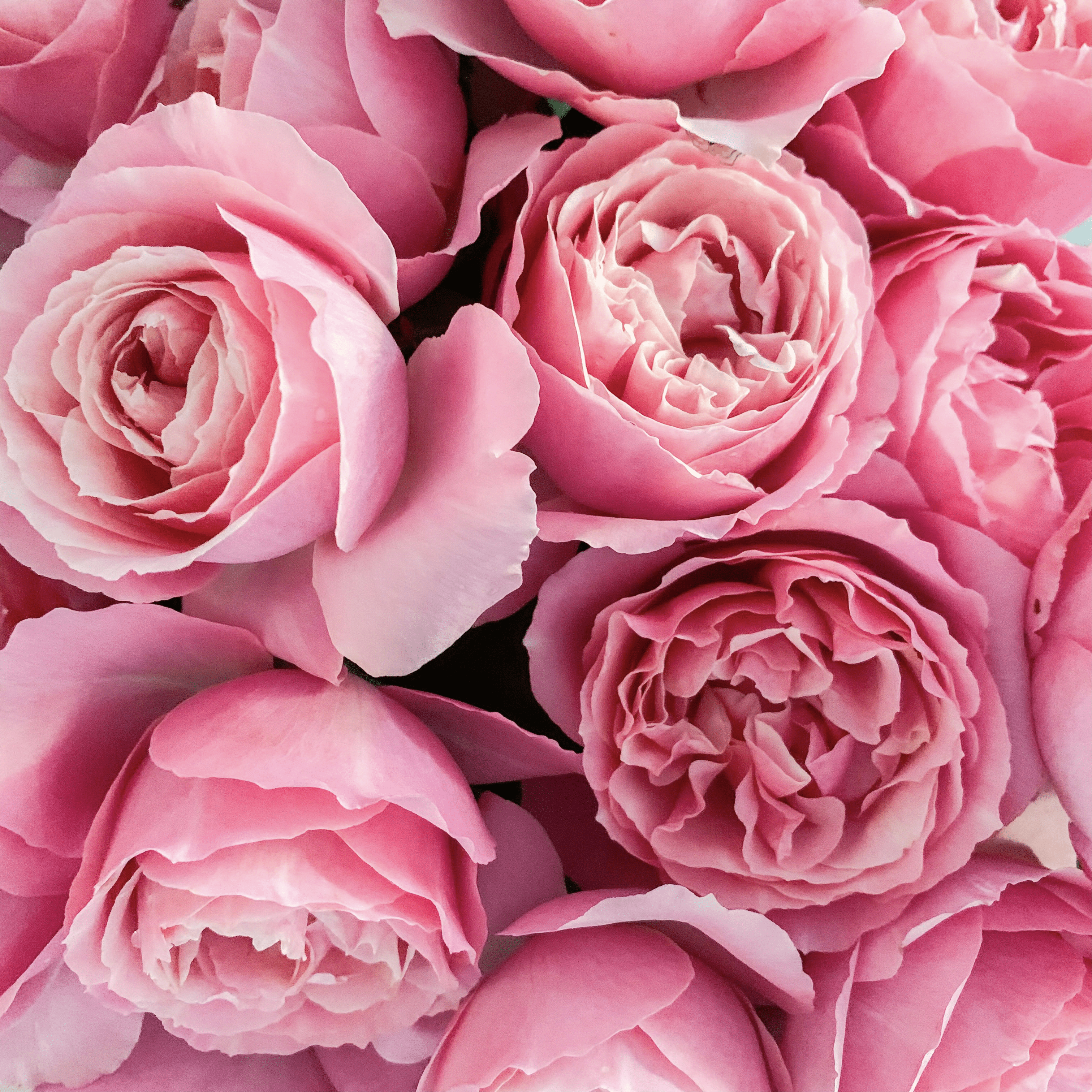 all-dressed-up-a-whimsical-