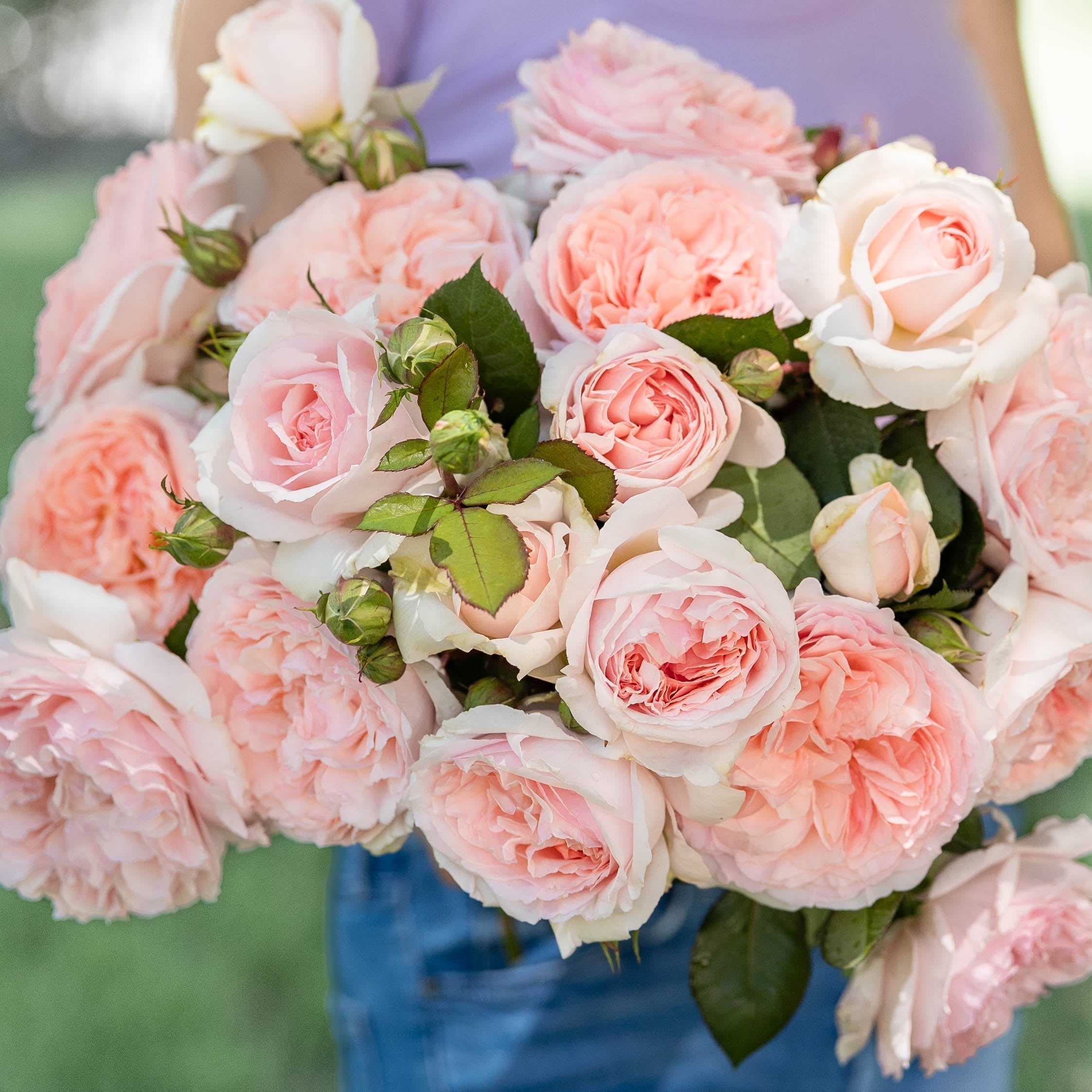 A Rosarian’s Field Guide to Rose “Series” (and Why They Matter)