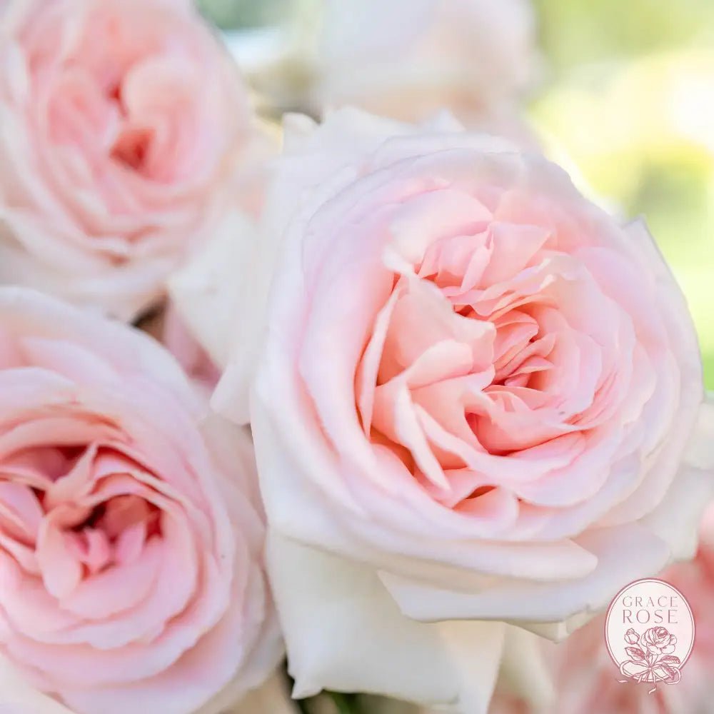 Francis Meilland: A Legacy of Elegance - Grace Rose Farm