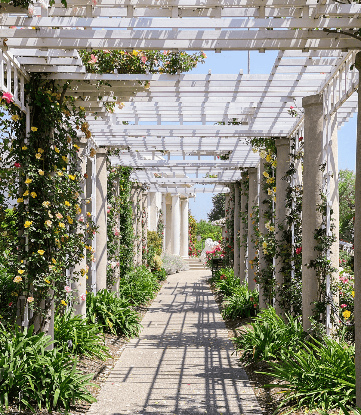 その他 - Rose Garden - Going Home: Our visit to the Huntington Rose Garden