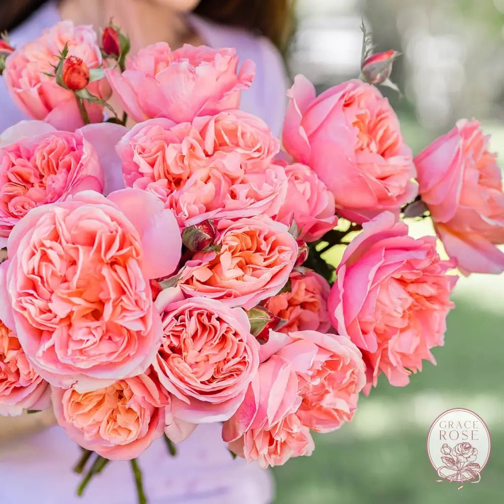 🌹 Grace & Grit™: Beating Chilli Thrips in Your Rose Garden - Grace Rose Farm