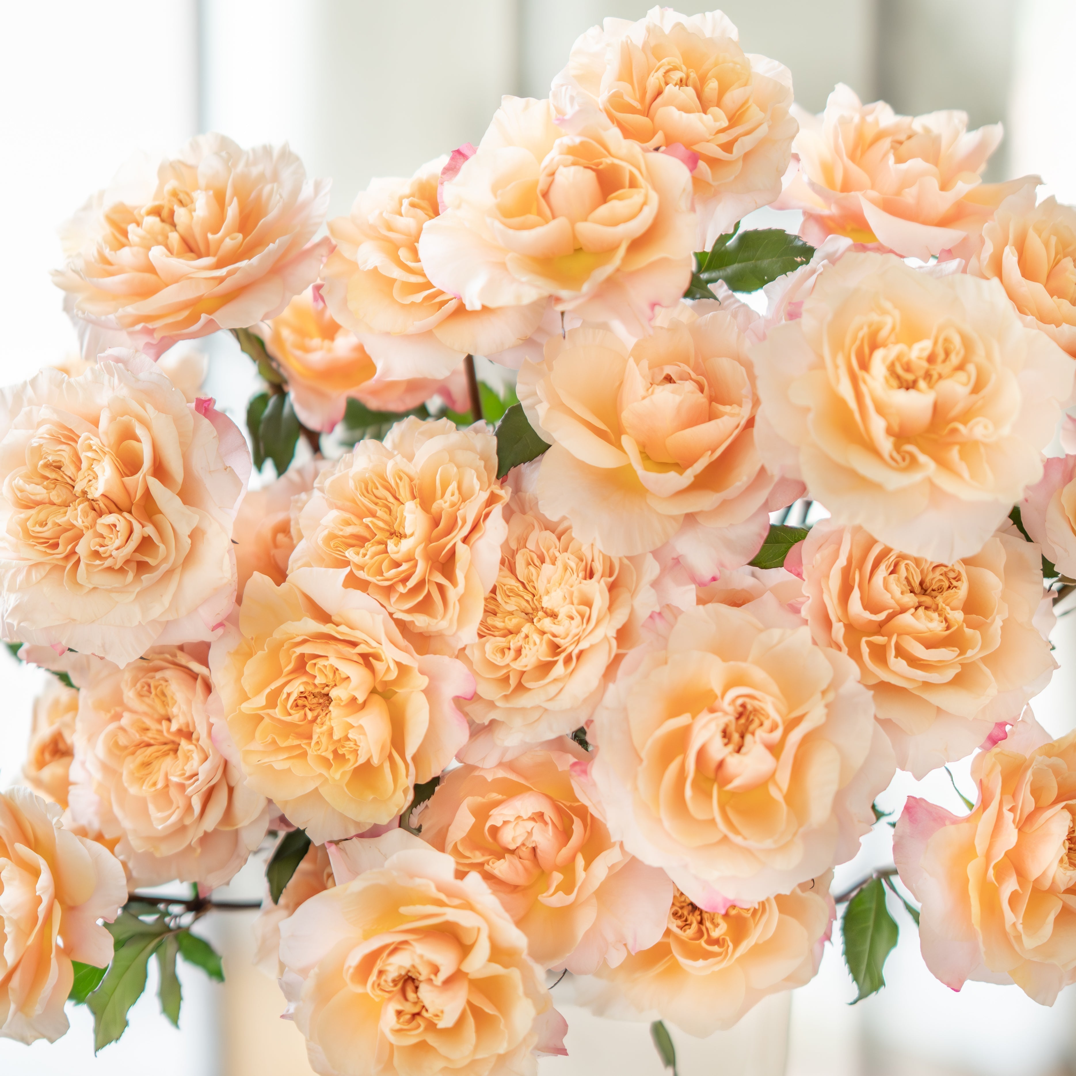 Grace Rose Farm Proudly Welcomes Seven New Garden Roses
