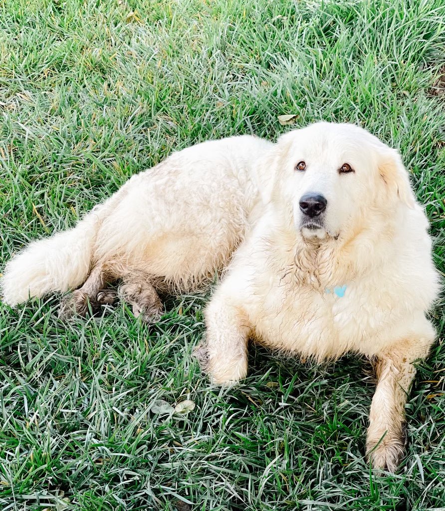 Introducing Molly Mae - Grace Rose Farm