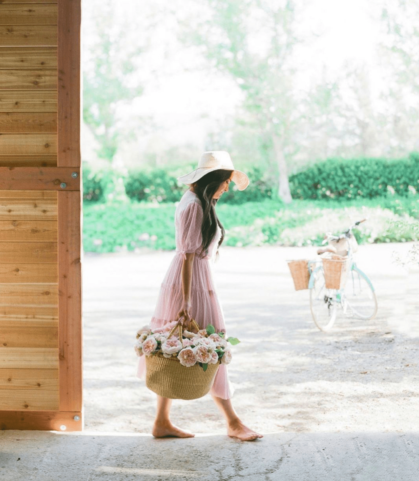 Old fashioned roses, grown the old fashioned way: Our reality of flowe