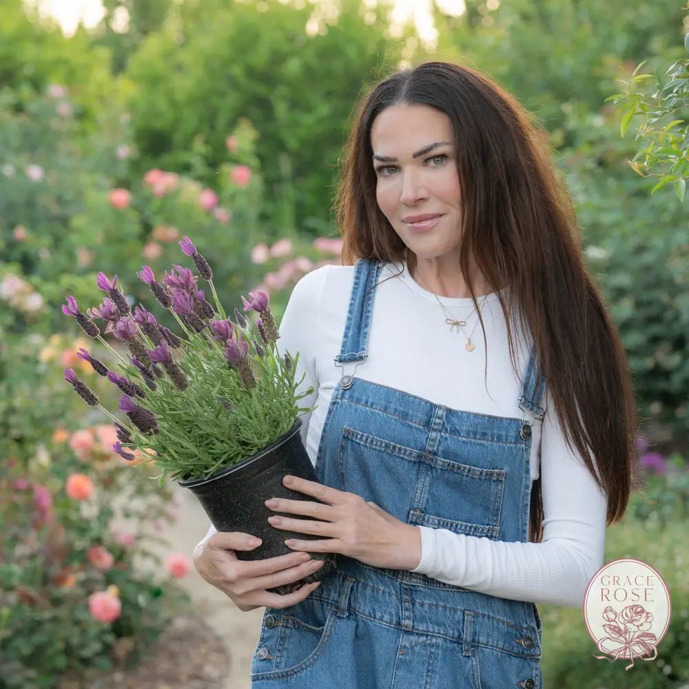 Perfect Pairings to Roses - Lavender - Grace Rose Farm