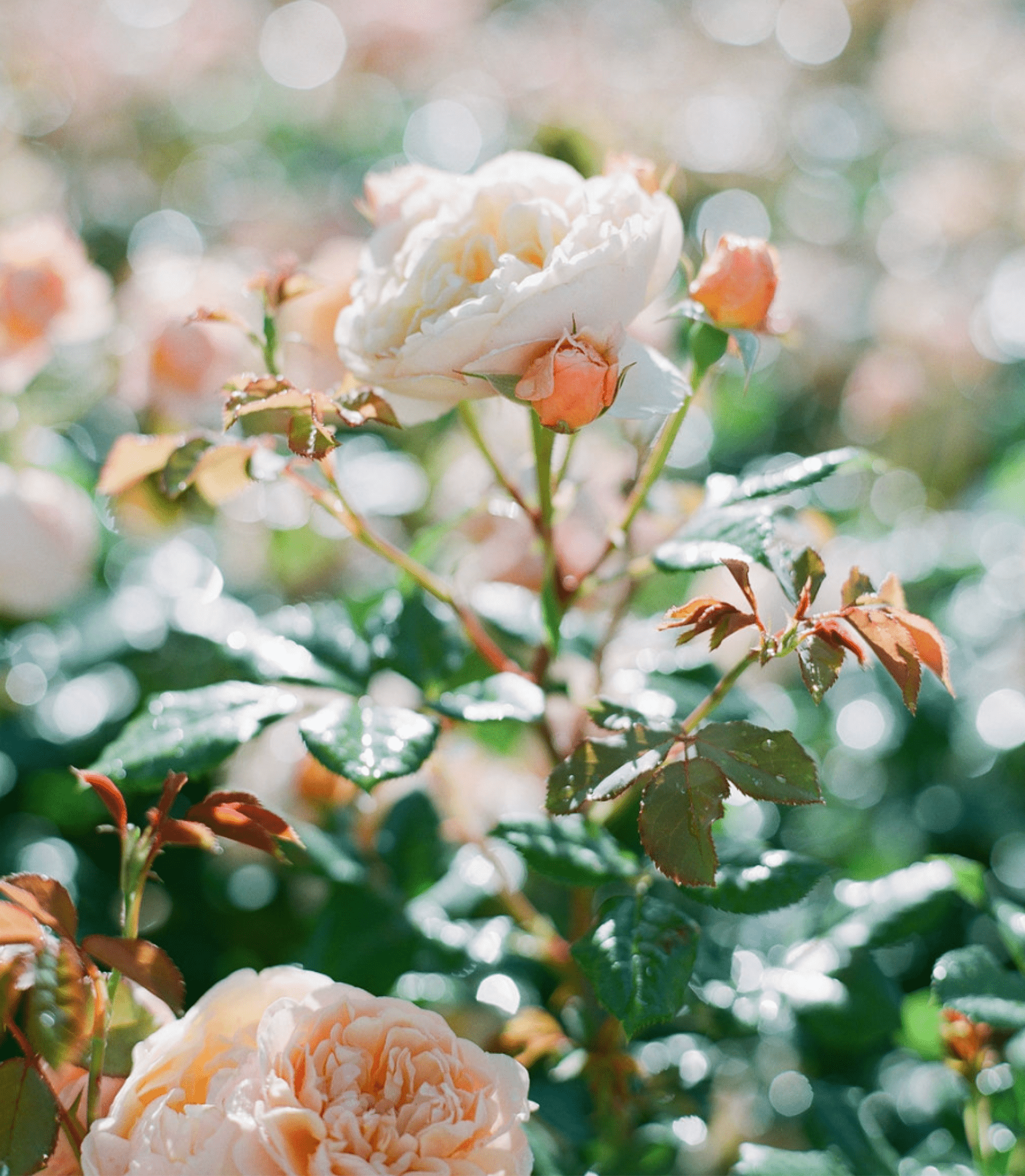 Preparing for the Autumn Flush: A simple feeding and spraying routine for beautiful blooms - Grace Rose Farm