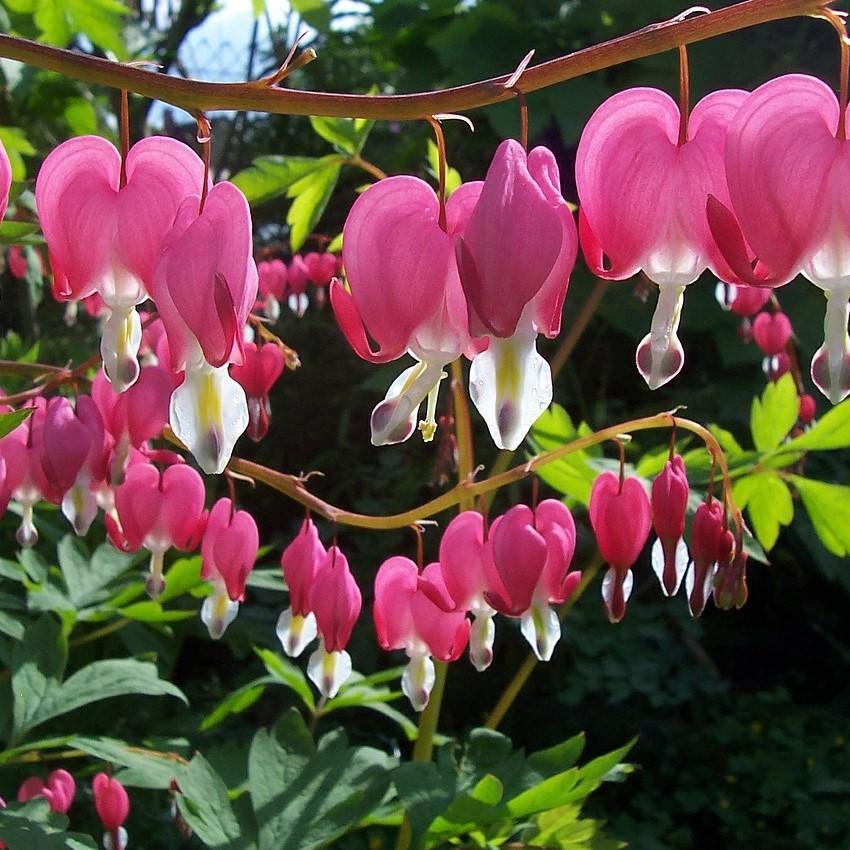 The History of Bleeding Hearts