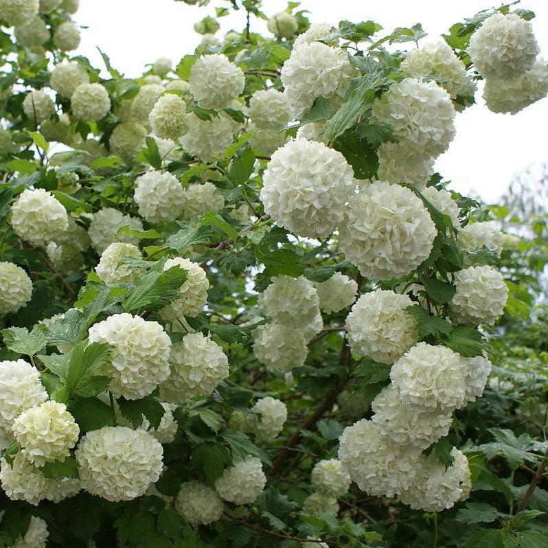 Viburnum