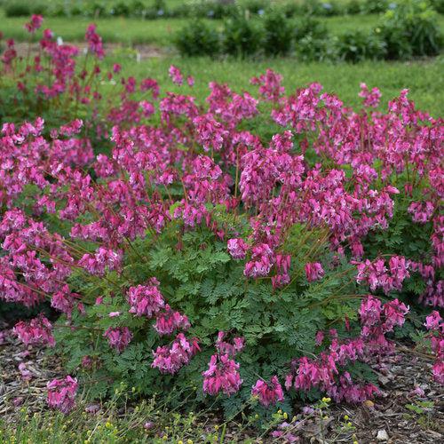 Bleeding Heart 'Pink Diamonds' Potted Bleeding Heart Plant