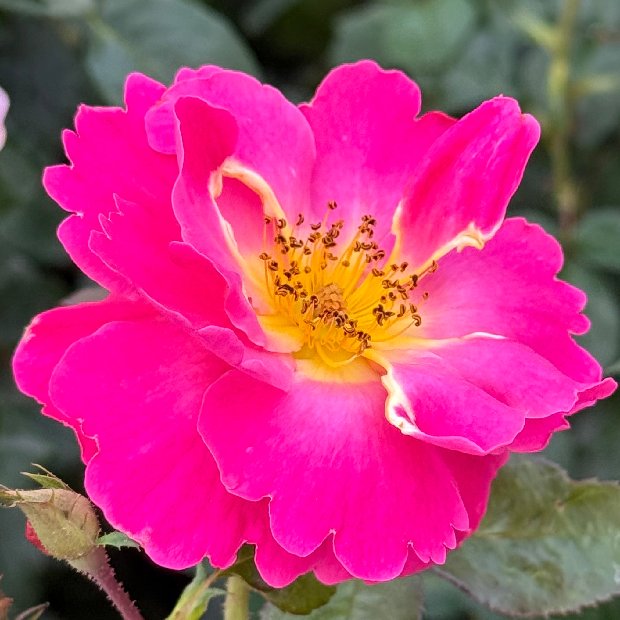 Shining Moment™ Potted Rose Bush