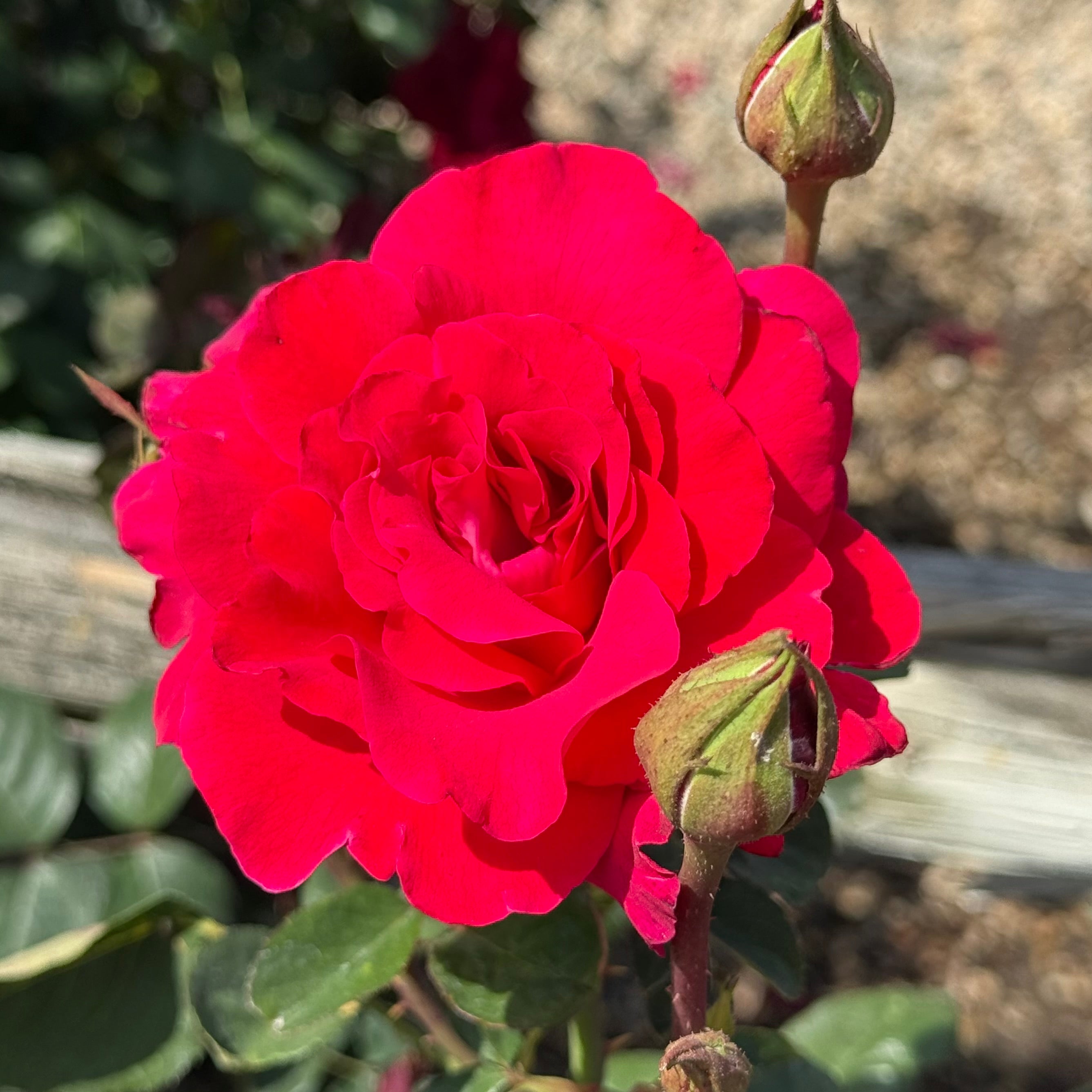 Let Freedom Ring ™ Potted Rose Bush