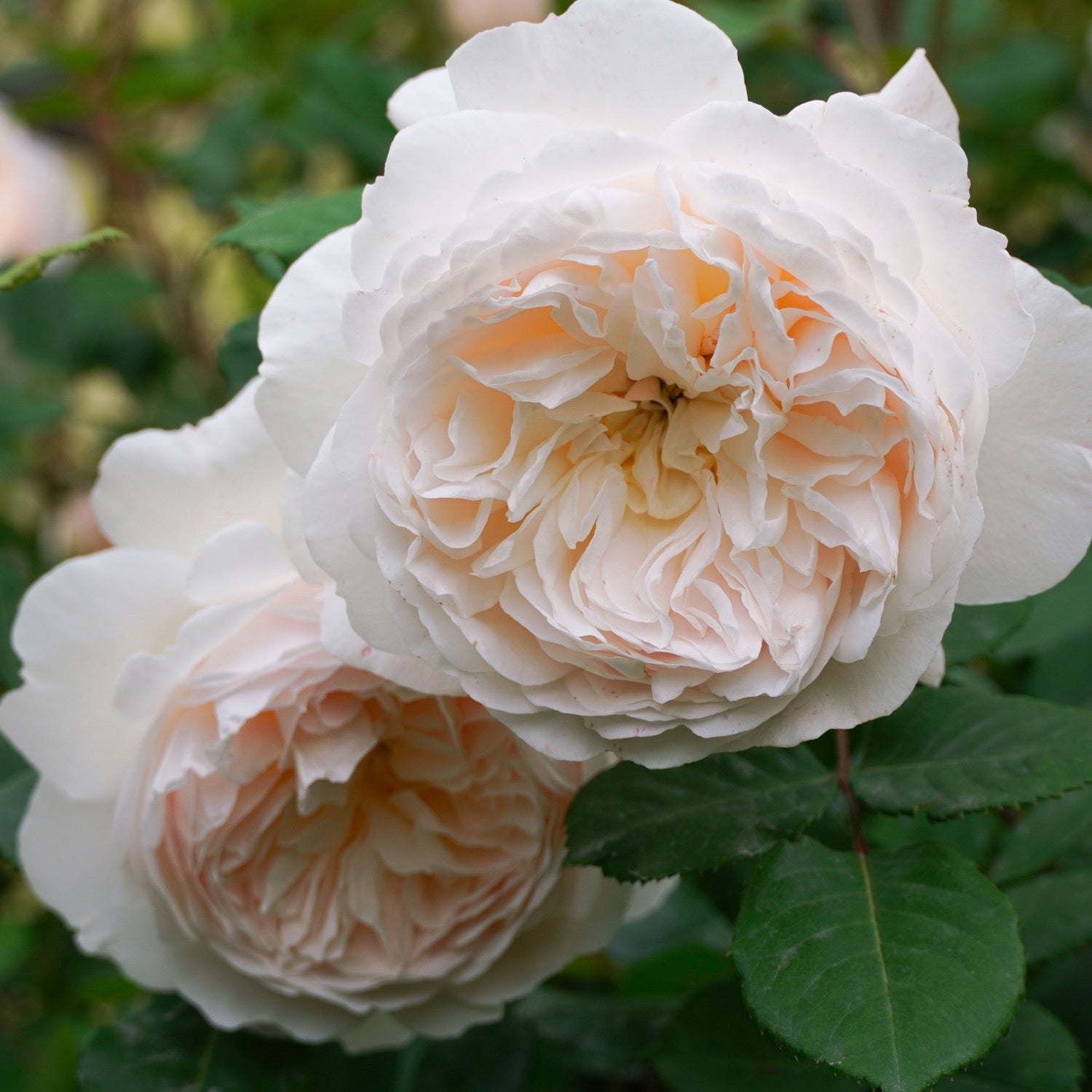 David Austin ® Crocus Rose Potted Rose Bush