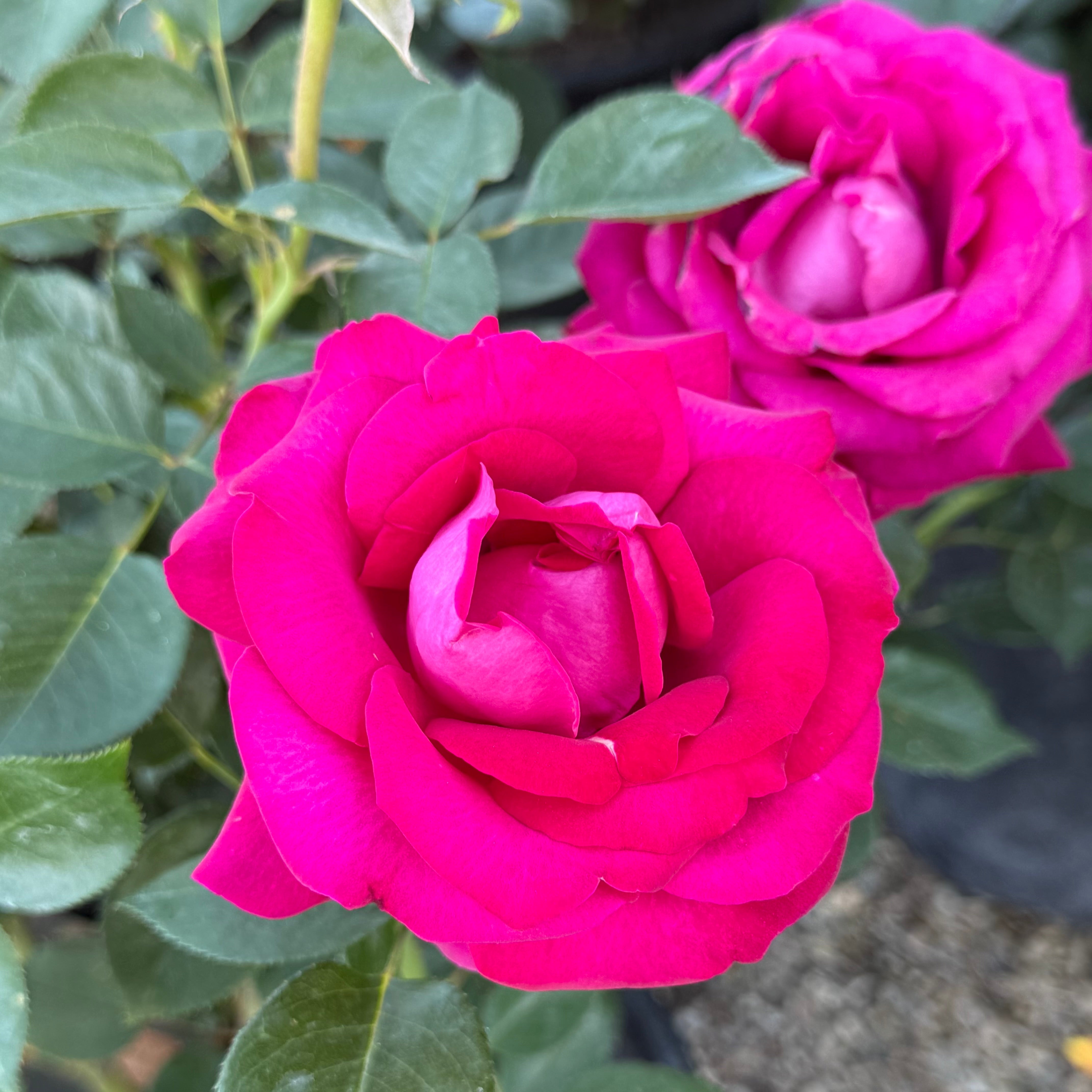 Stiletto™ Potted Rose Bush