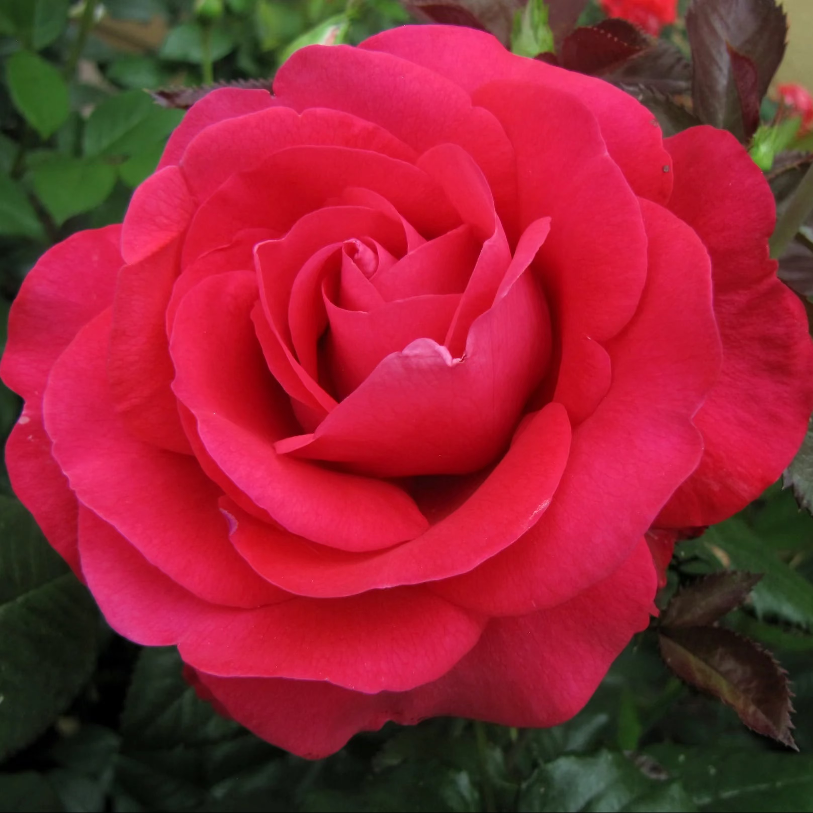 In Love Again™ Potted Rose Bush