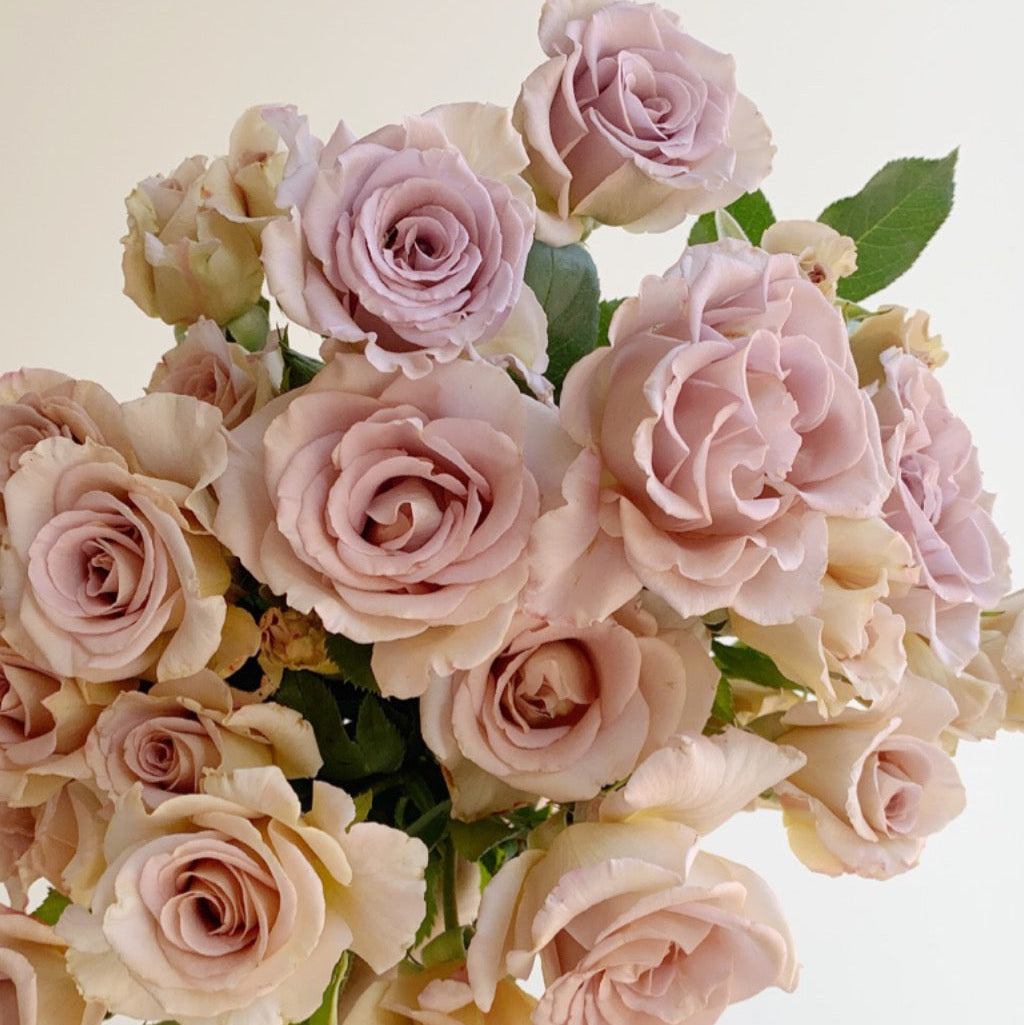 Stephen Rulo Potted Rose Bush