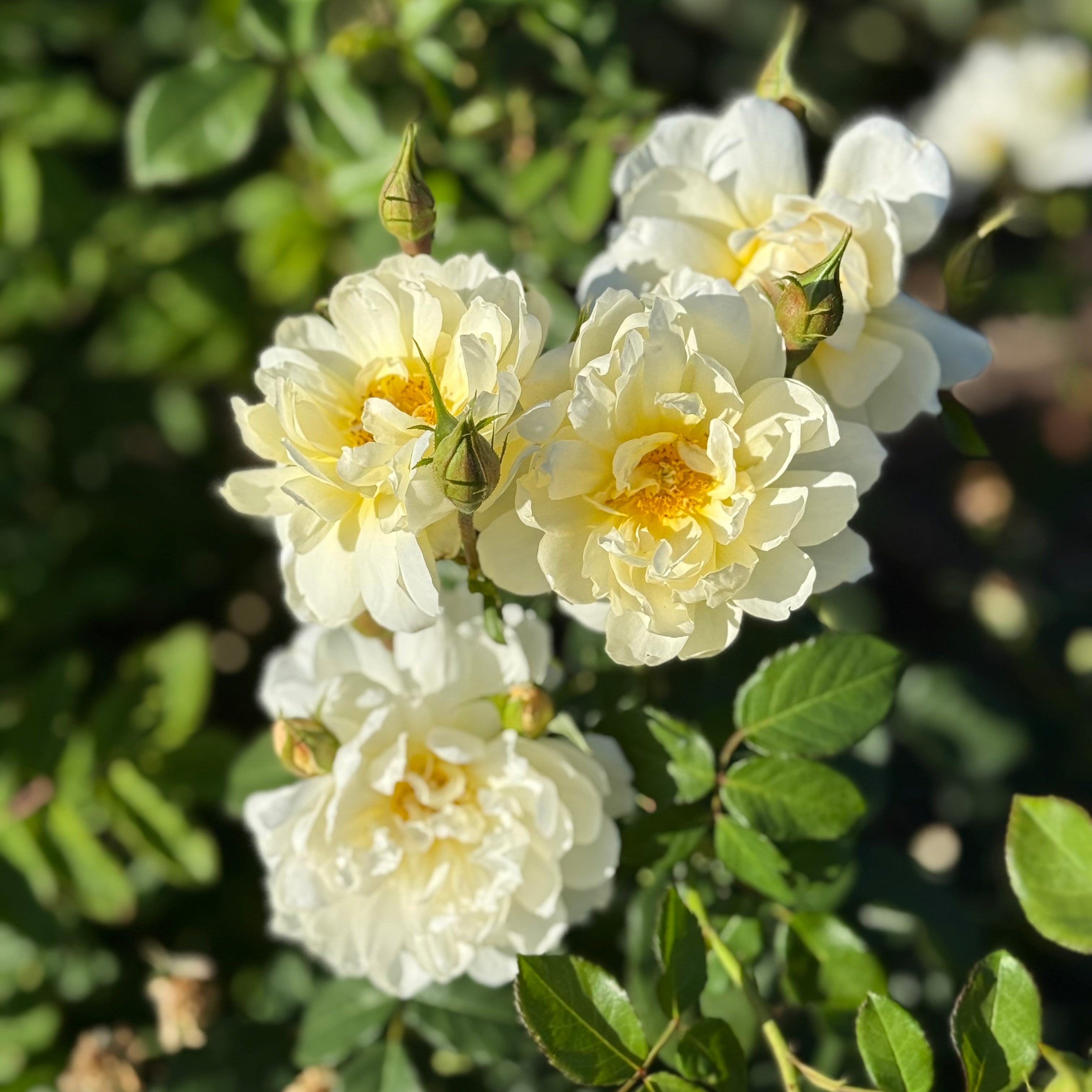 David Austin® Imogen® Potted Rose Bush