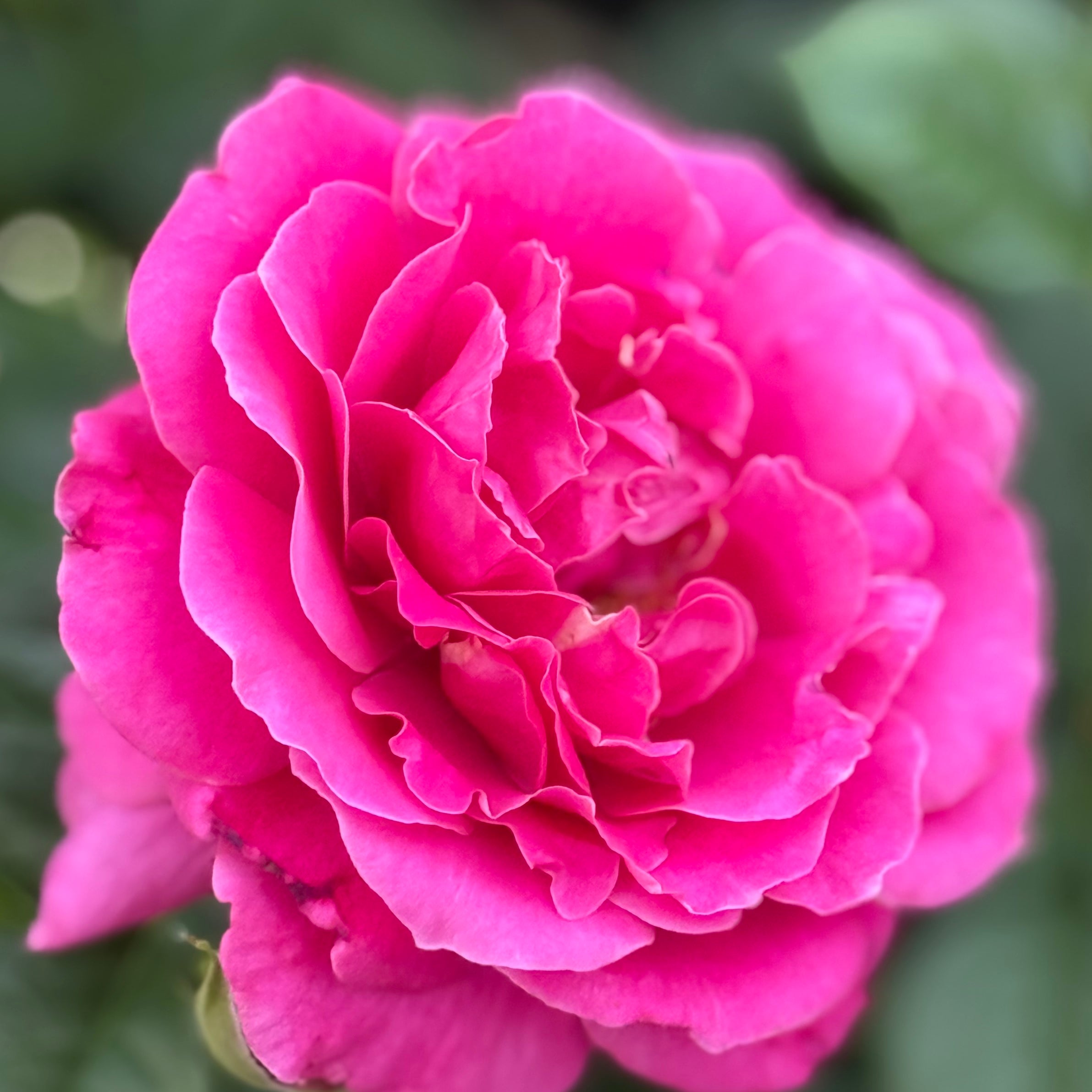 Pretty Lady™ Rose Potted Tree Rose