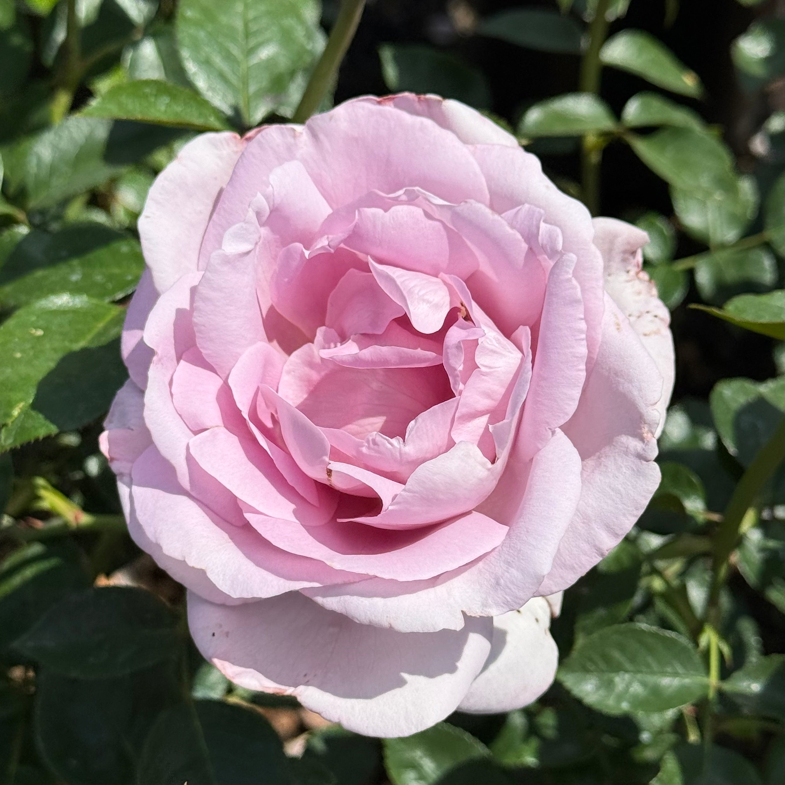 Le Petit Prince™ Potted Rose Bush