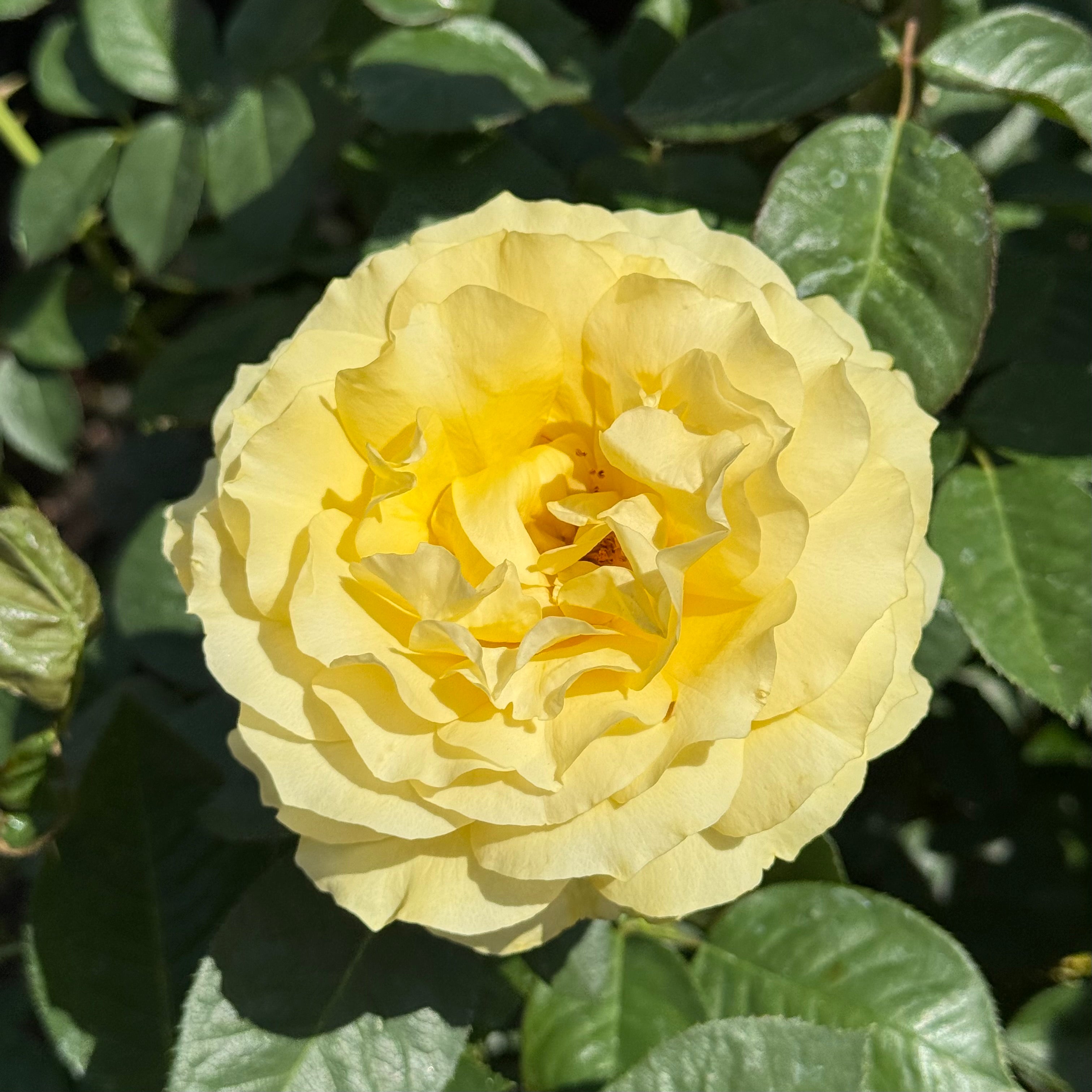 Doris Day Potted Tree Rose