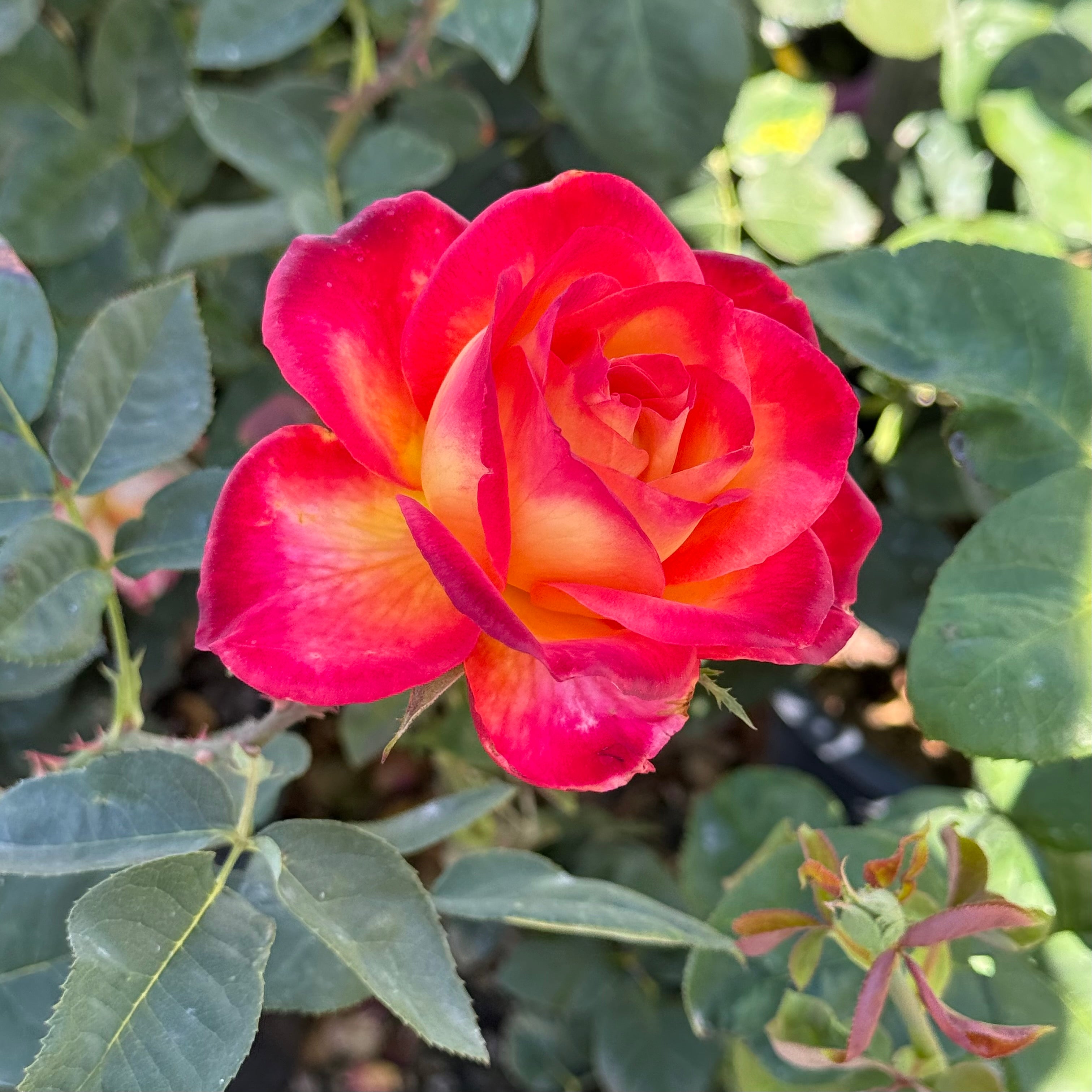Perfect Moment™ Potted Rose Bush