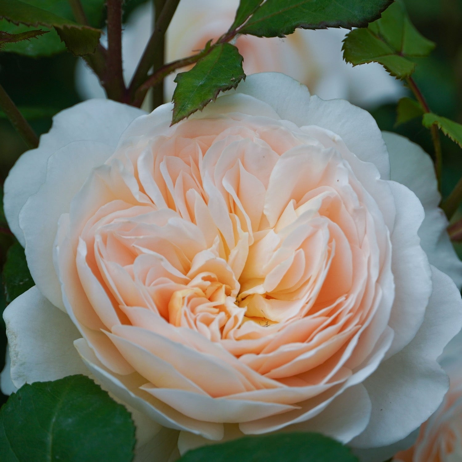 David Austin ® Crocus Rose Potted Rose Bush