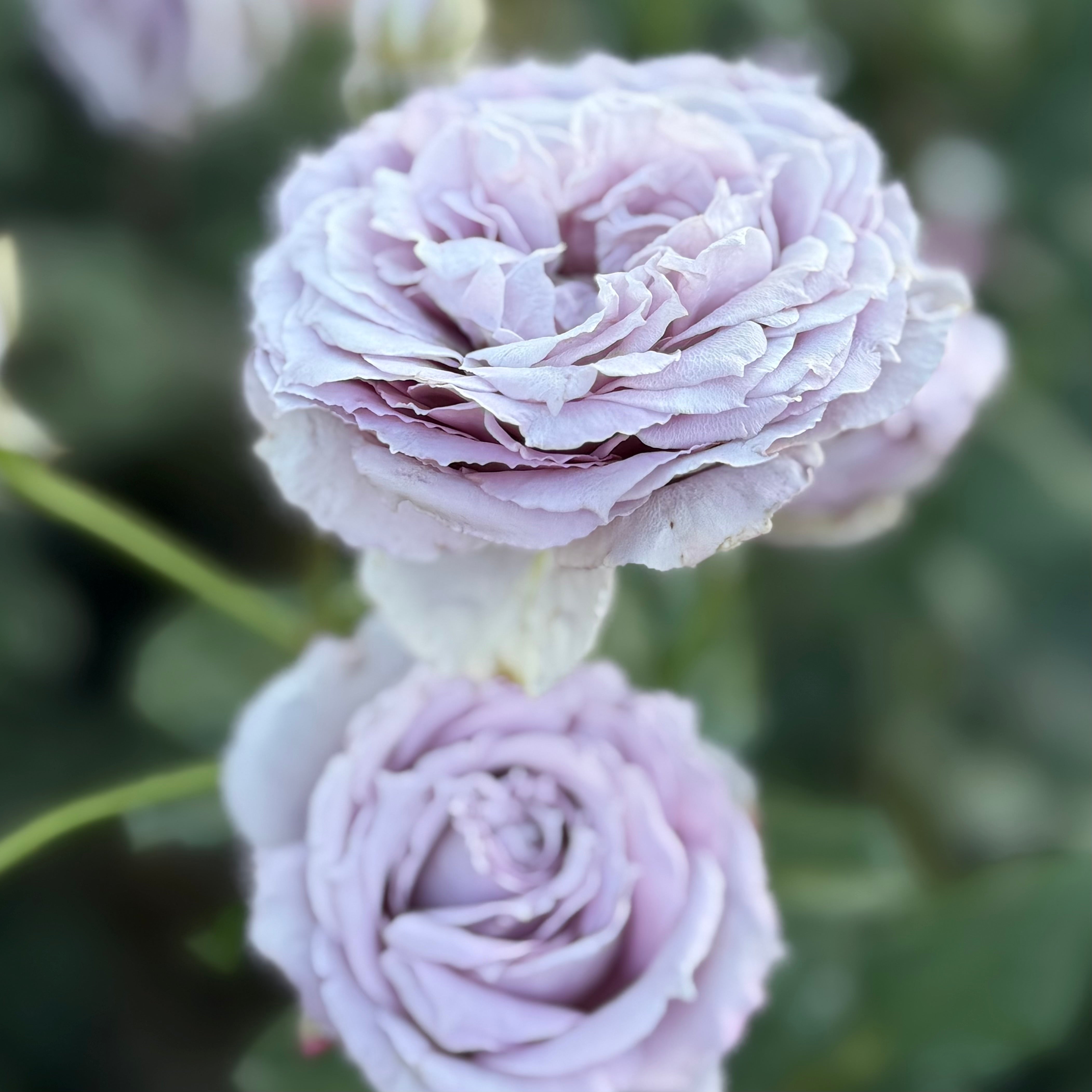 Poseidon™ Potted Rose Bush
