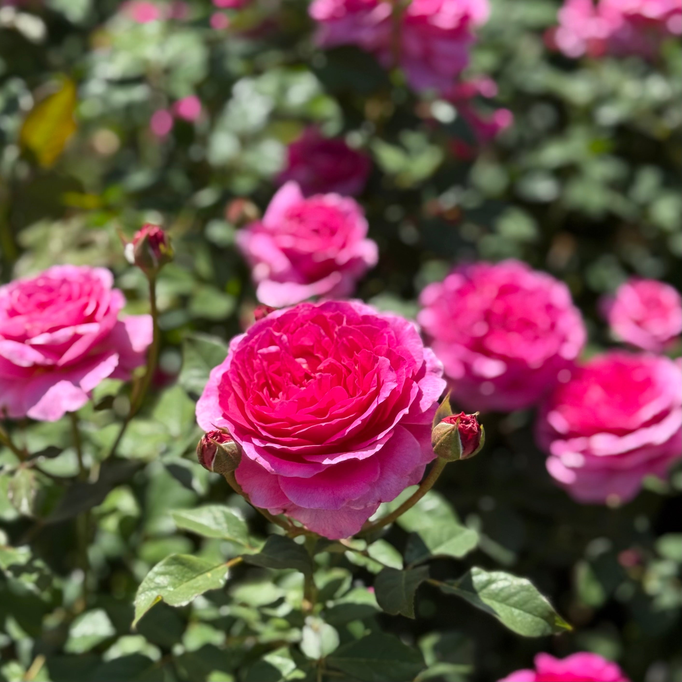 David Austin® Gabriel Oak Potted Rose Bush