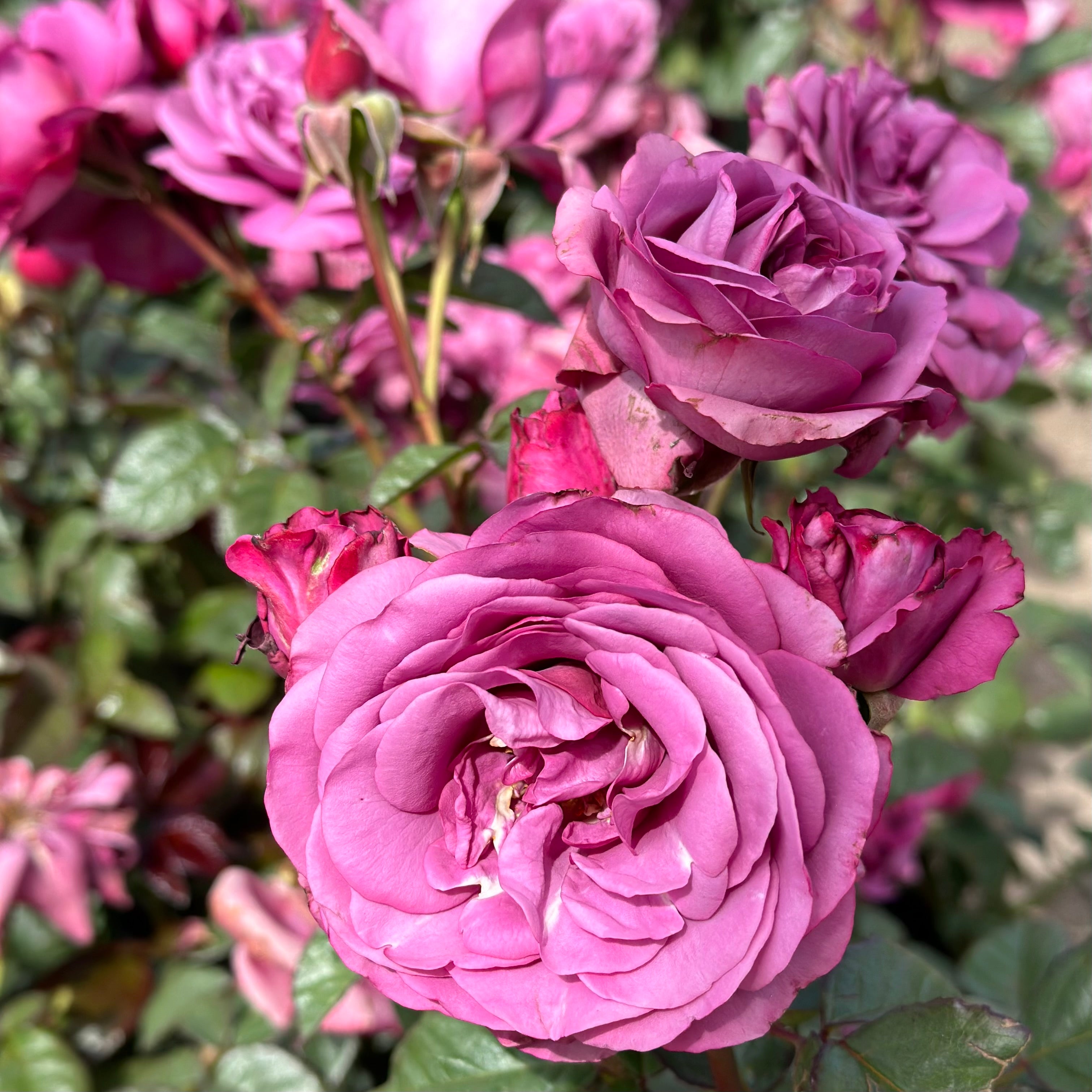 Sunbelt® Plum Perfect™ Potted Rose Bush