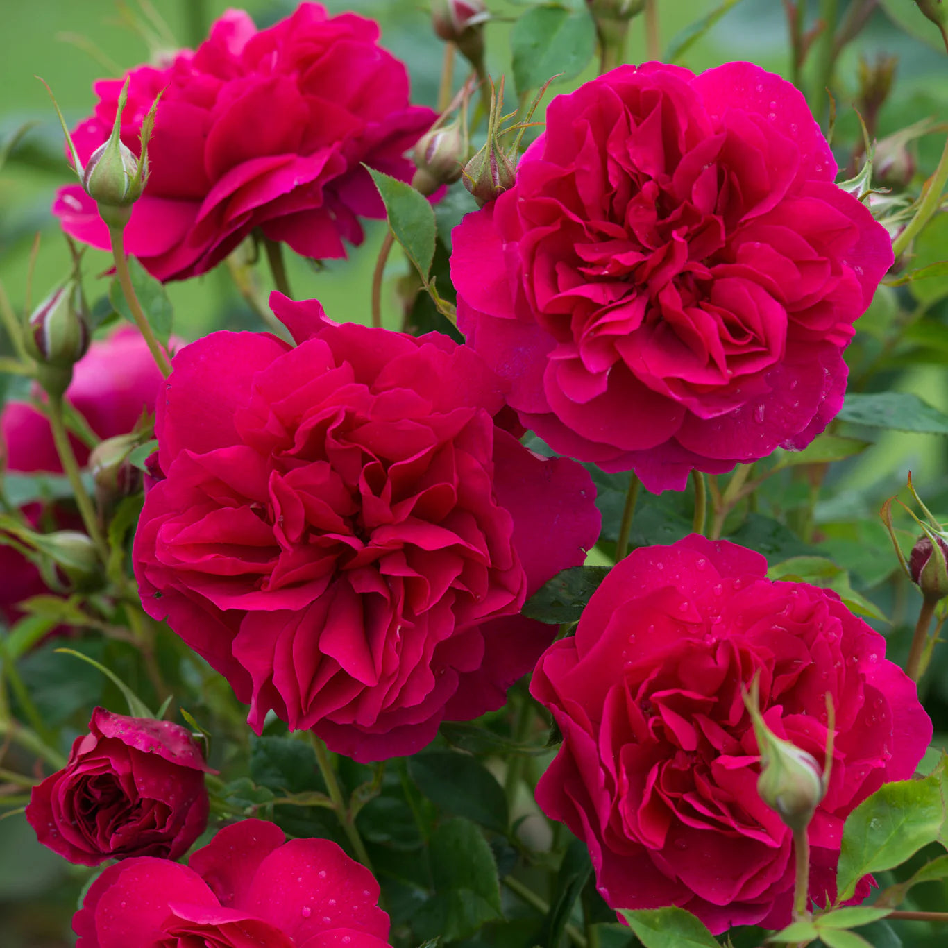 David Austin® Thomas à Becket® Potted Rose Bush