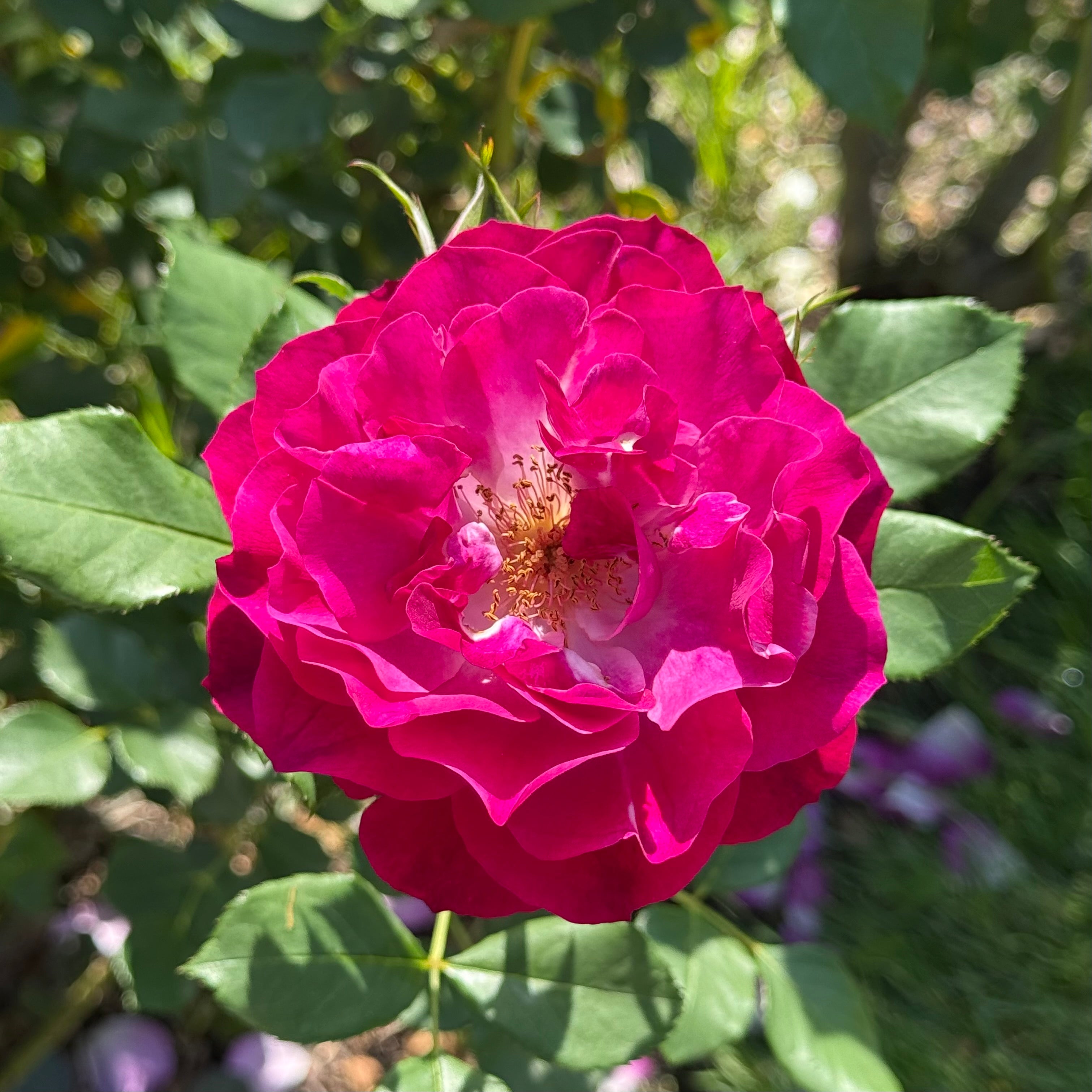 Wild Blue Yonder™ Potted Rose Bush