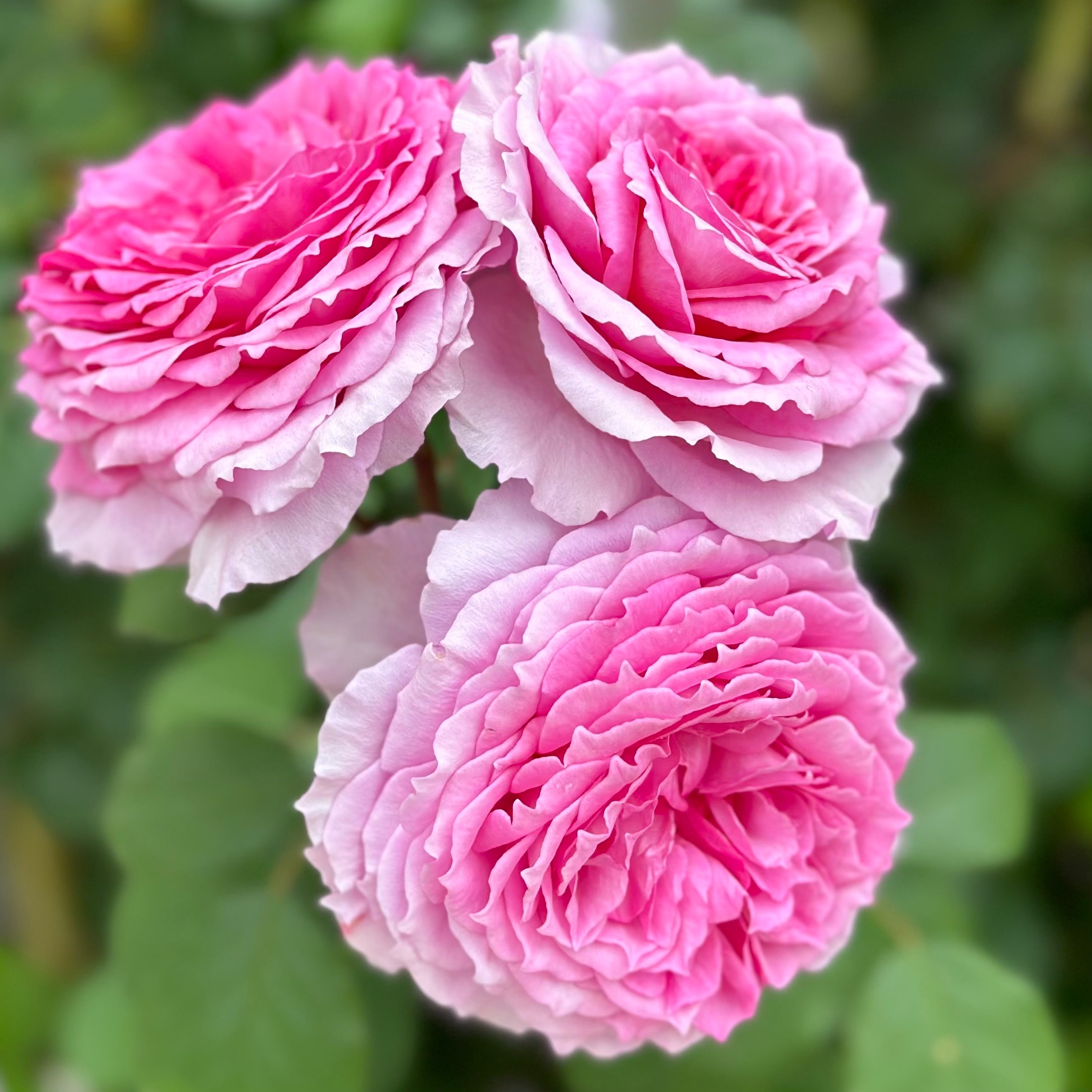 David Austin® James Galway® Potted Climbing Rose