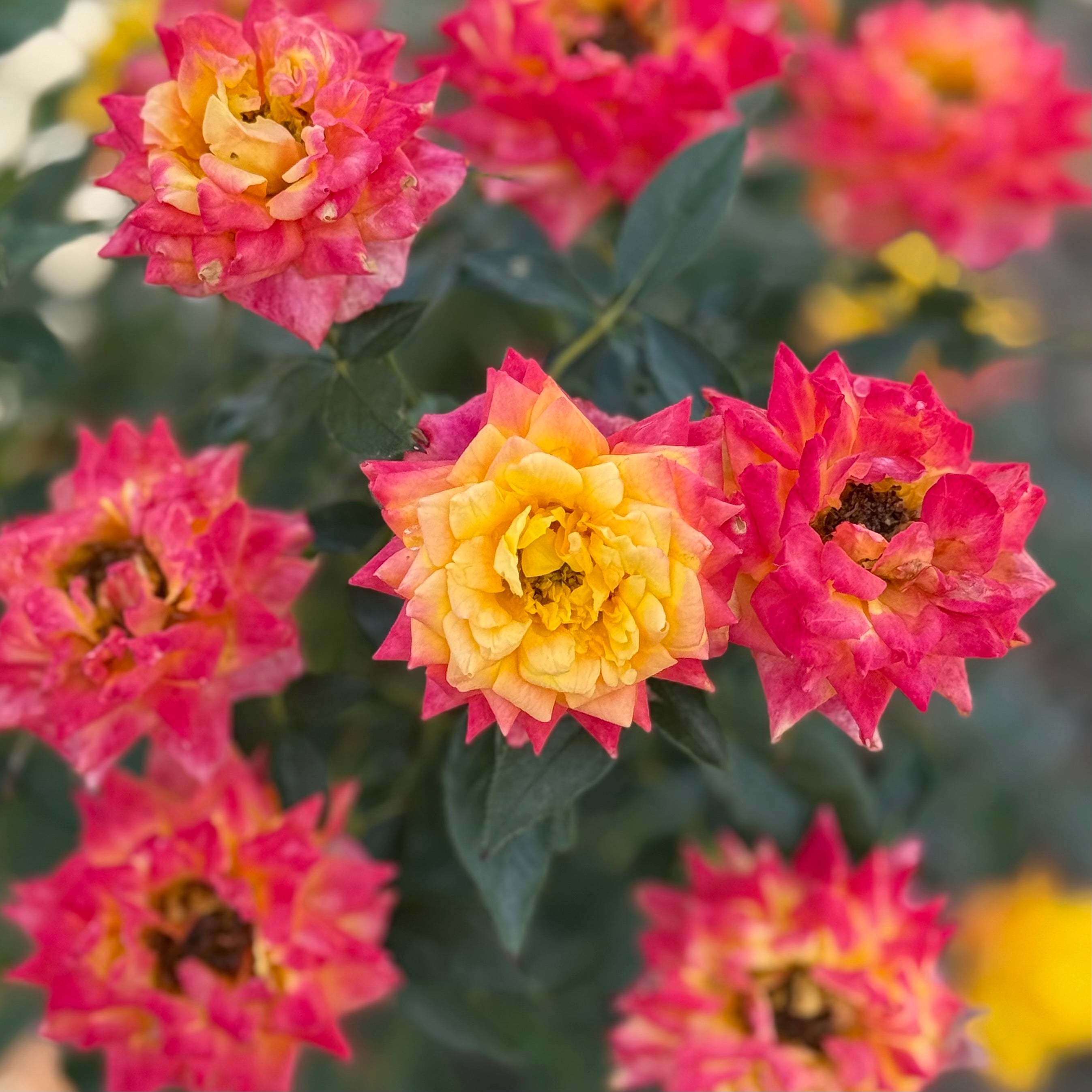 Rainbows End™ Potted Rose Bush