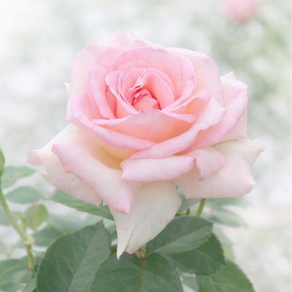 Pink Promise⢠Potted Rose Bush