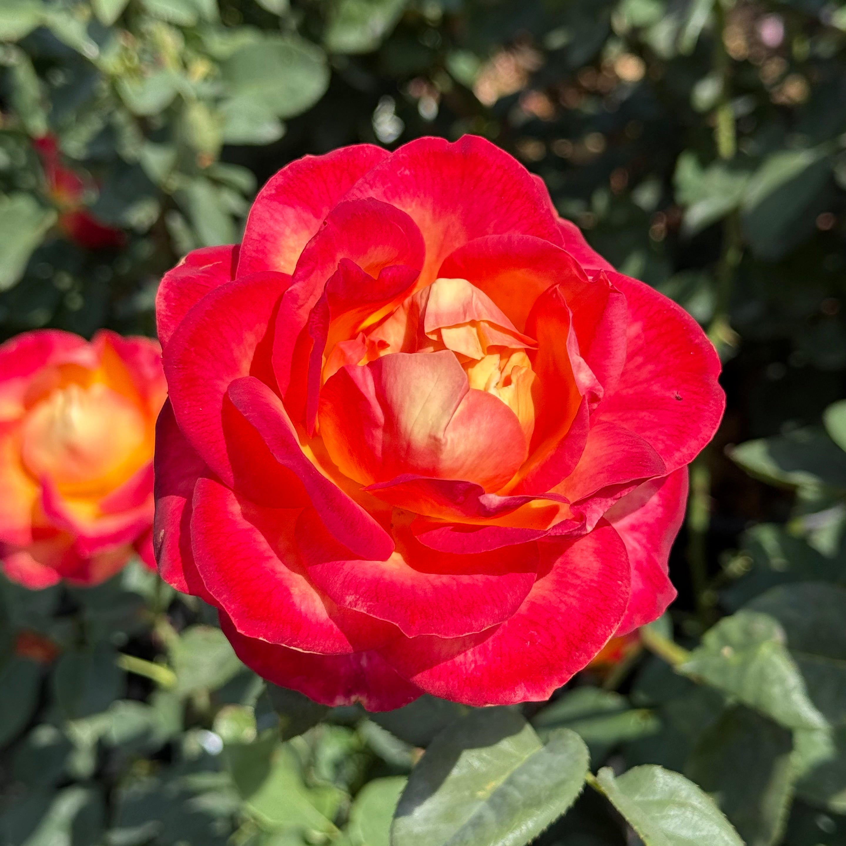 Perfect Moment™ Potted Rose Bush
