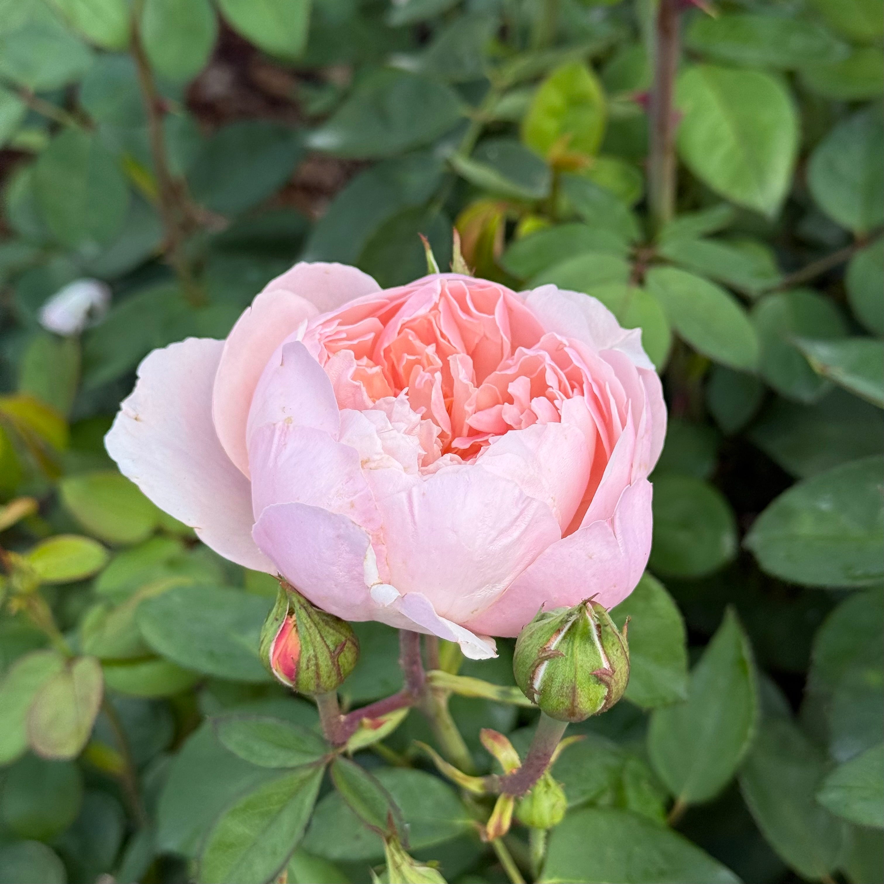 David Austin® The Alnwick Rose® Potted Rose Bush