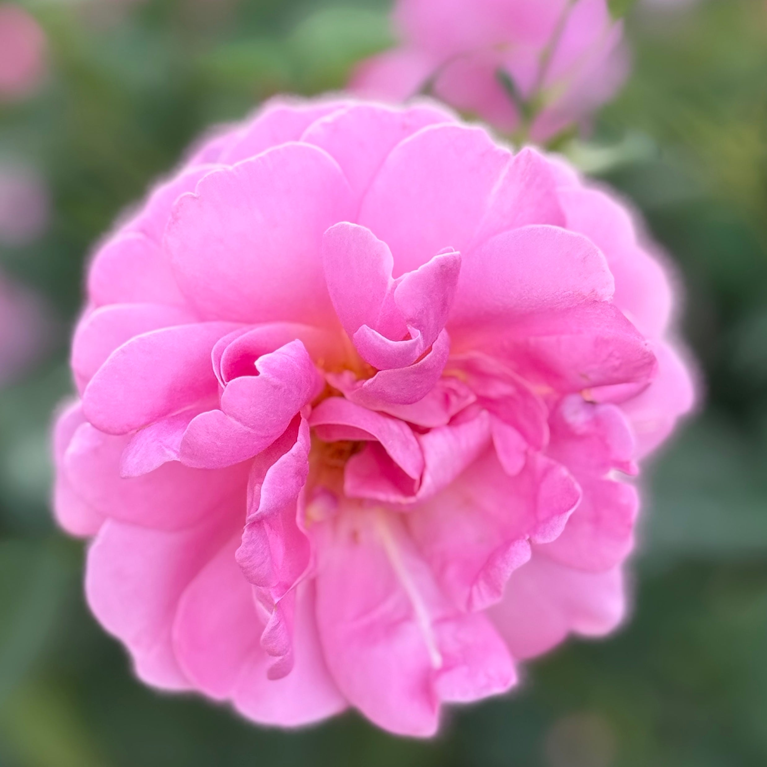 Sitting Pretty™ Bare Root Rose Bush