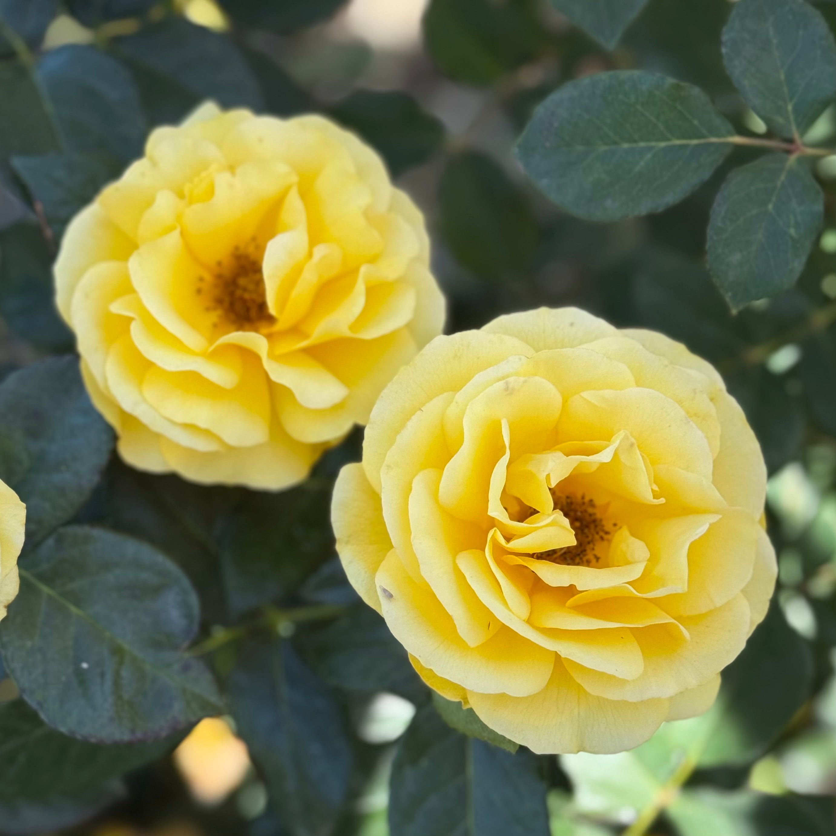 Veranda® Sunbeam Potted Rose Bush
