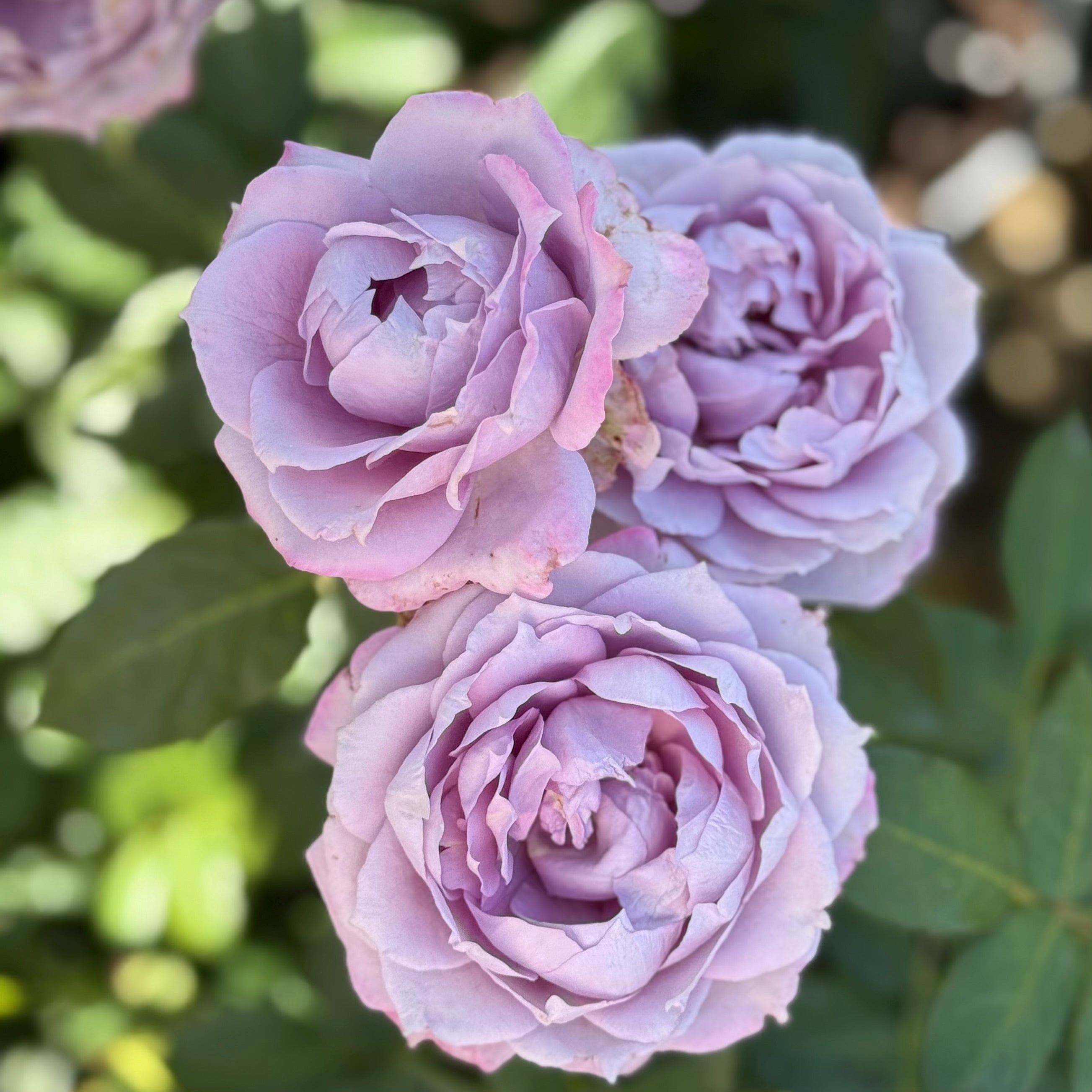 Poseidon™ Potted Rose Bush