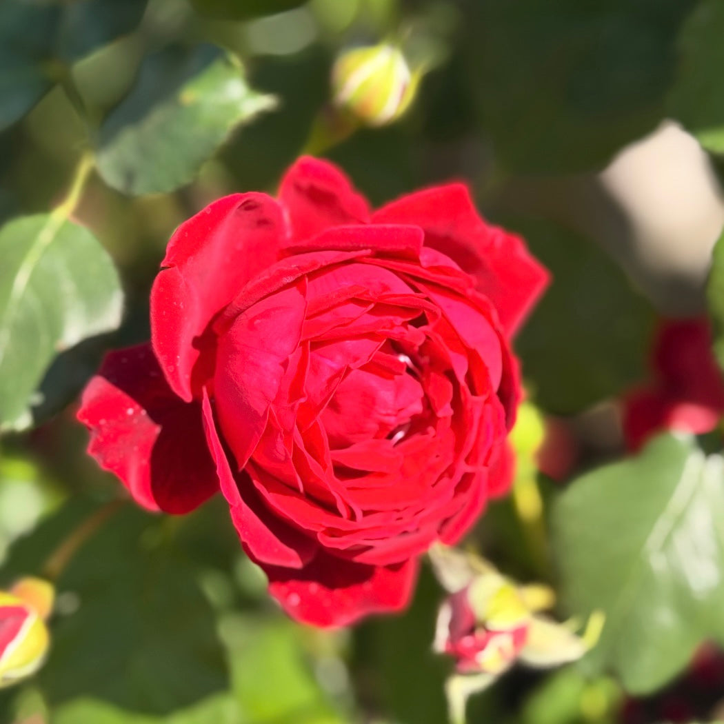 Blaze™ Bare Root Climbing Rose