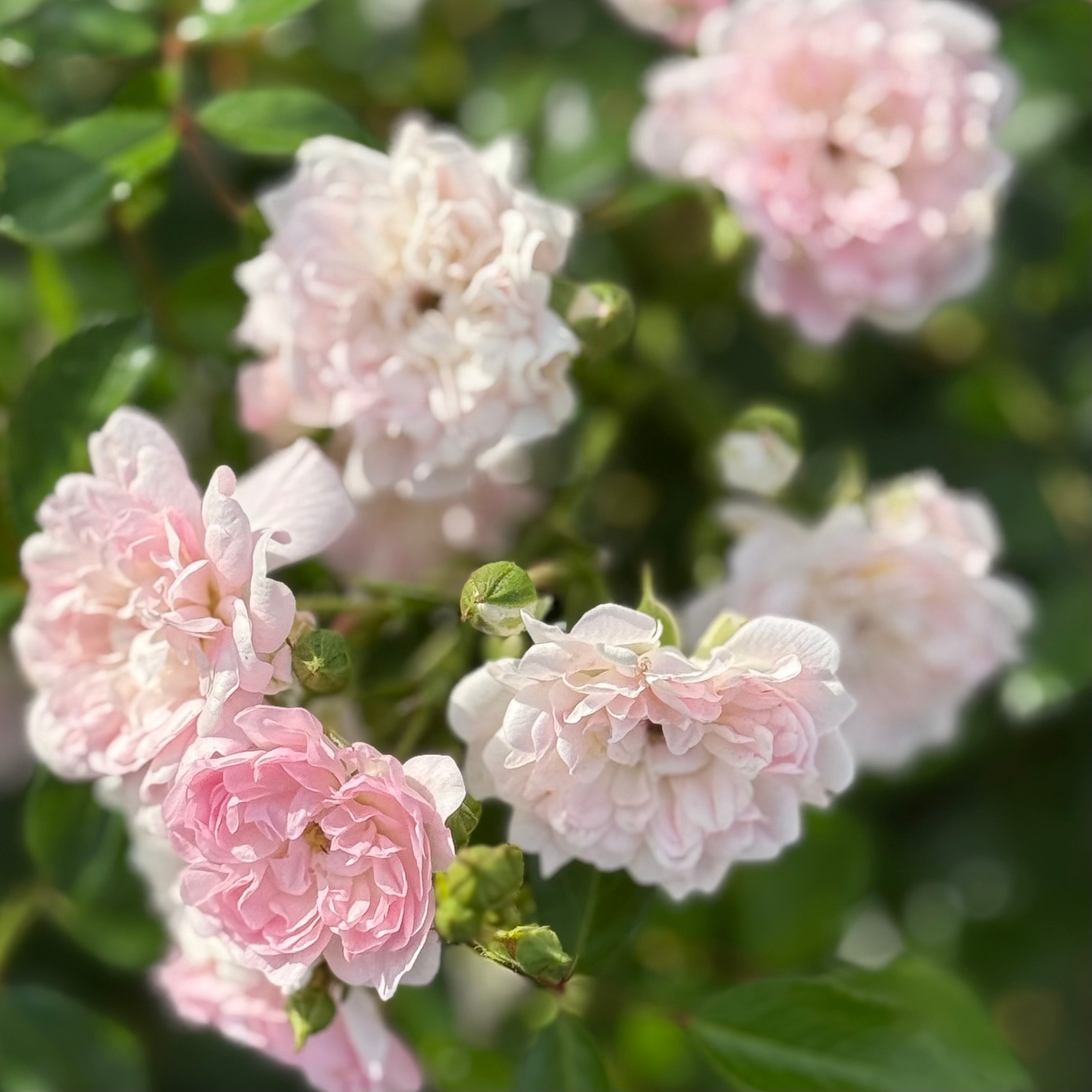 The Fairy Potted Rose Bush