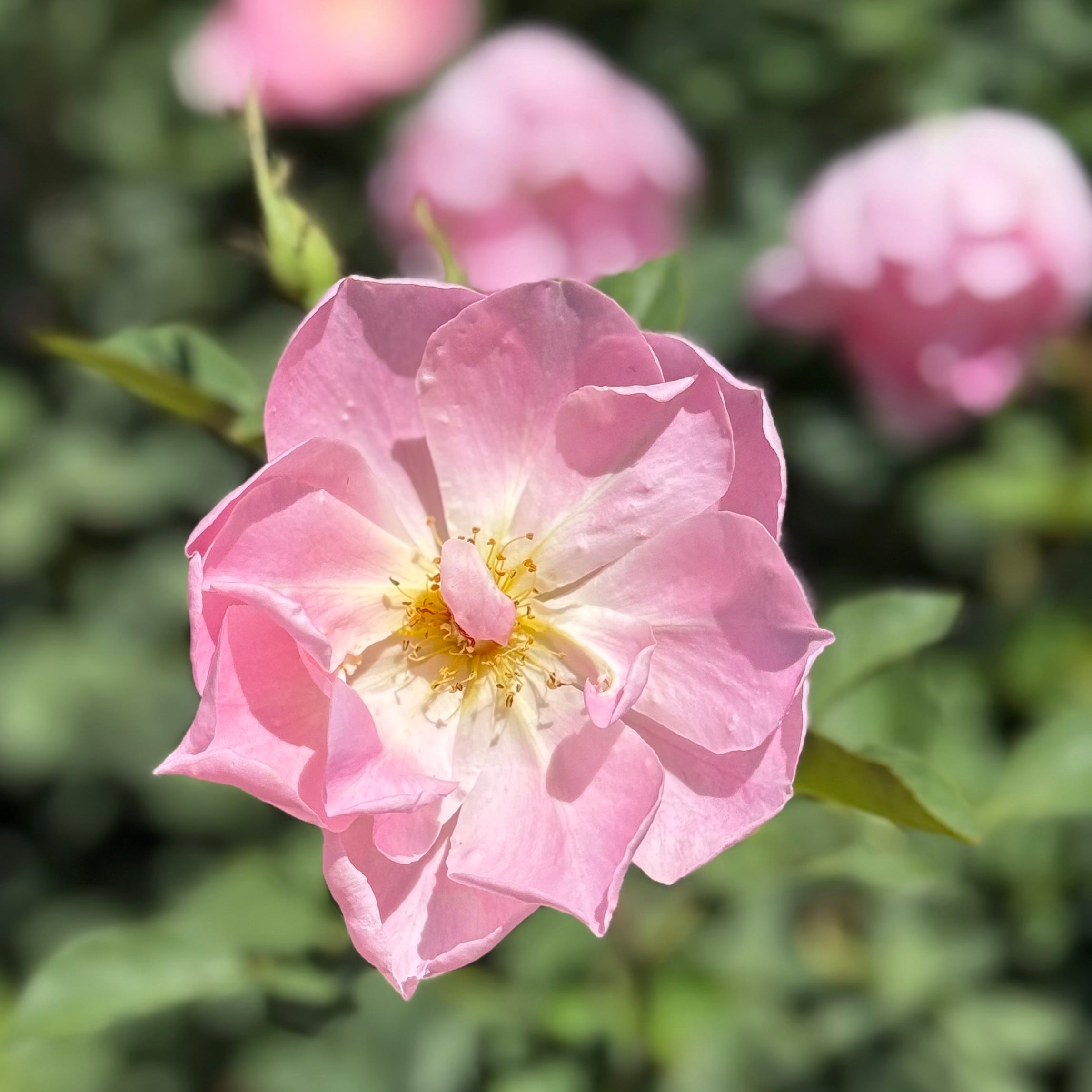 David Austin® The Lady's Blush Potted Rose Bush