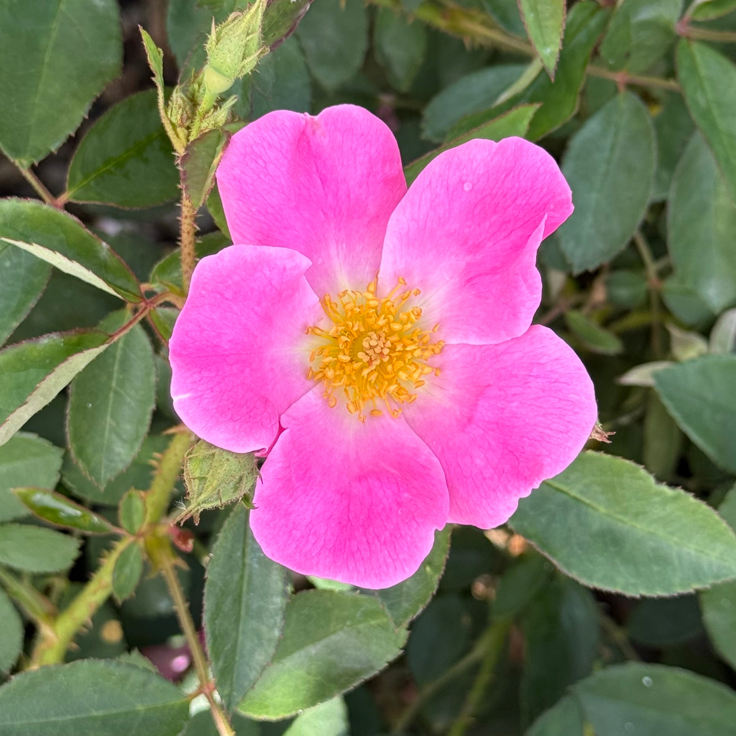 Nearly Wild Potted Rose Bush