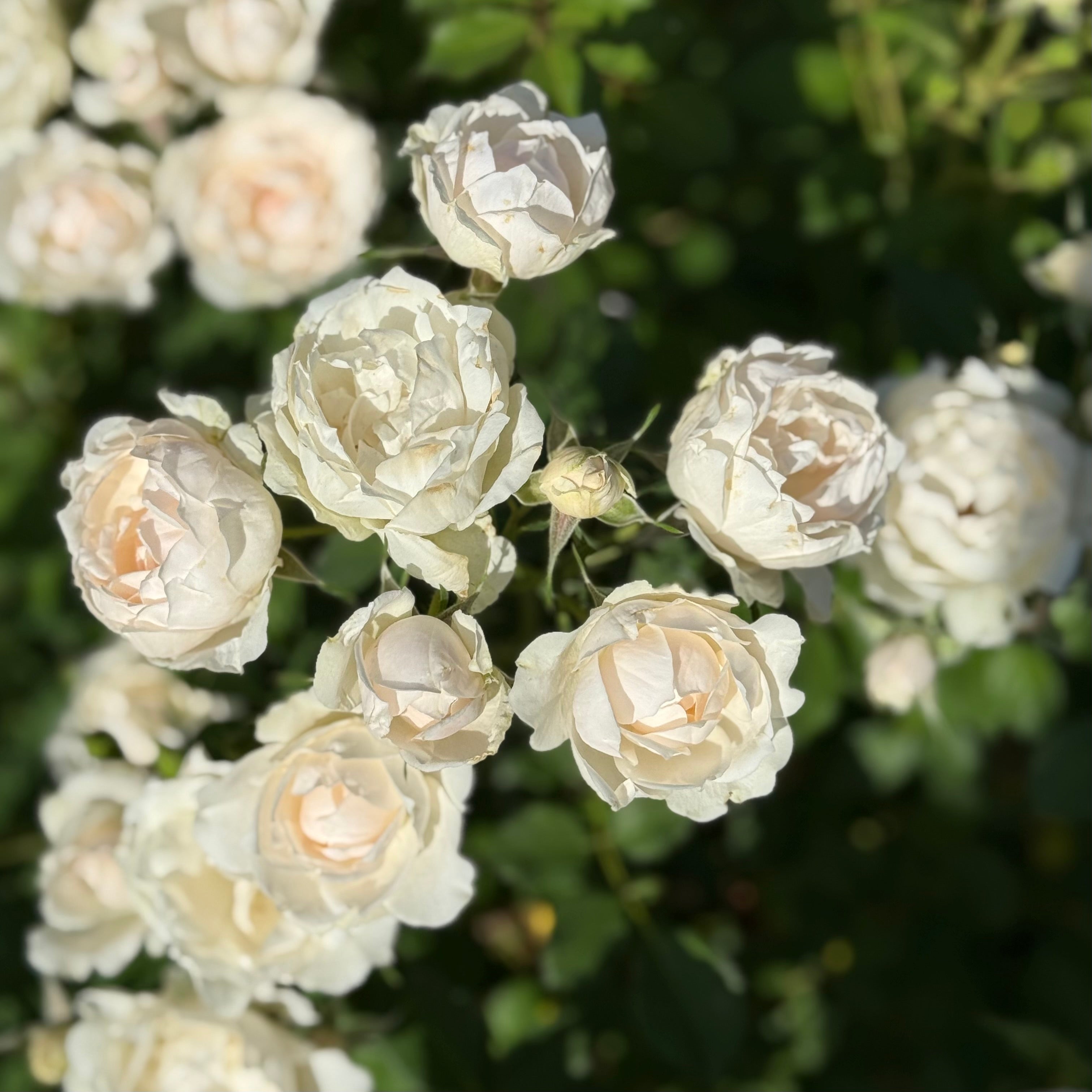 Icecap™ 36" Potted Tree Rose