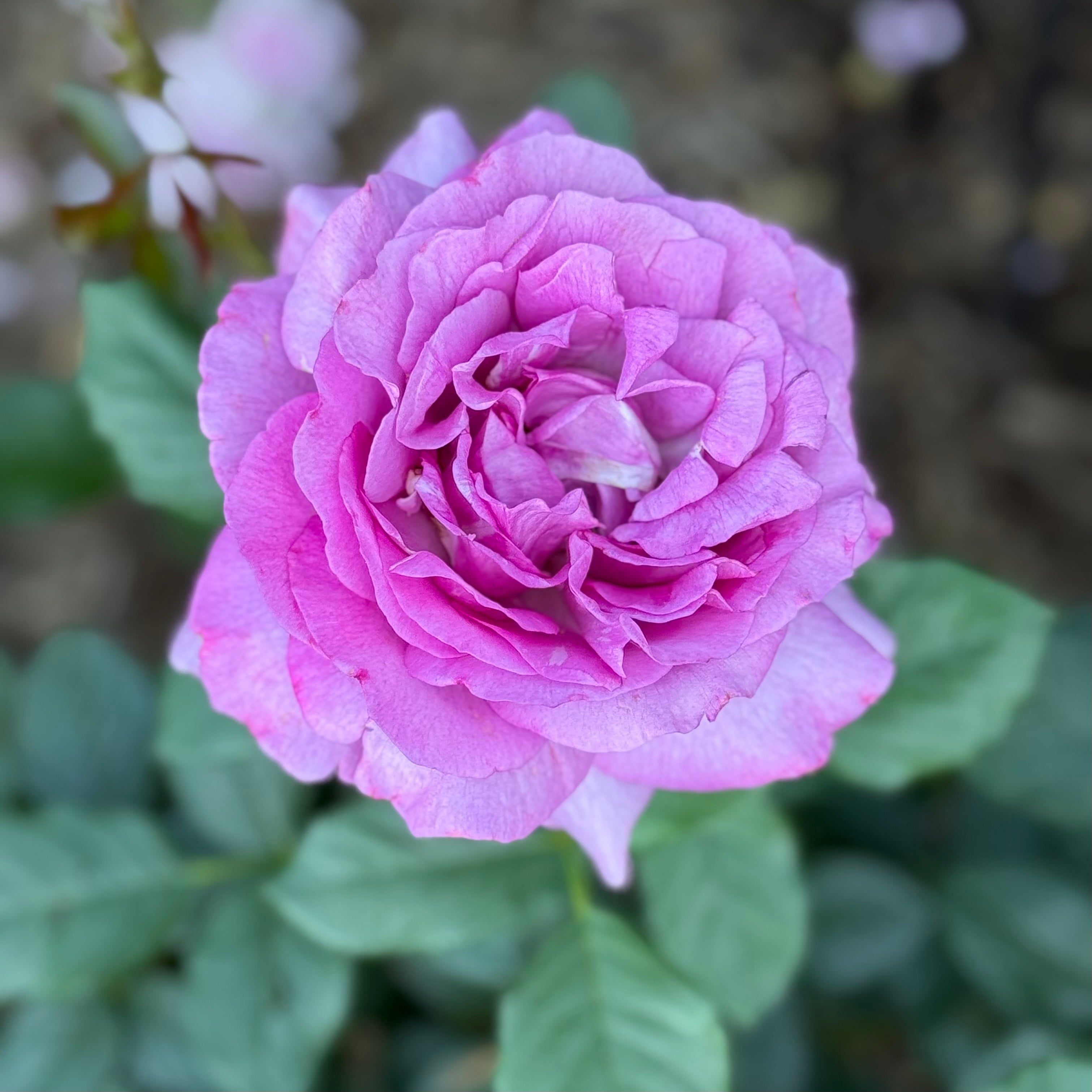 Sweet Spirit™ Potted Rose Bush