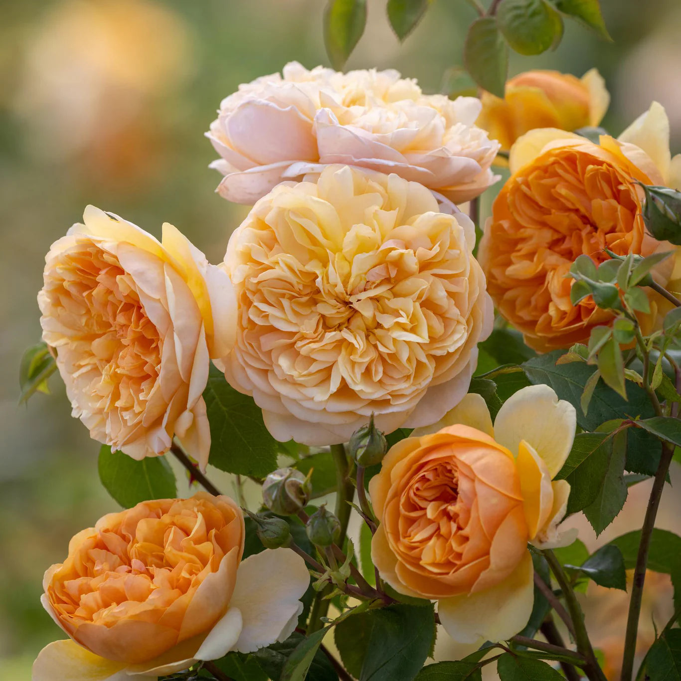 David Austin® Bring Me Sunshine™ Potted Rose Bush