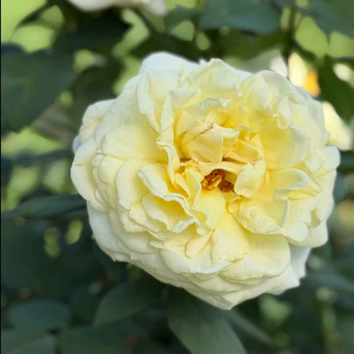 Chantilly Cream® Potted Tree Rose