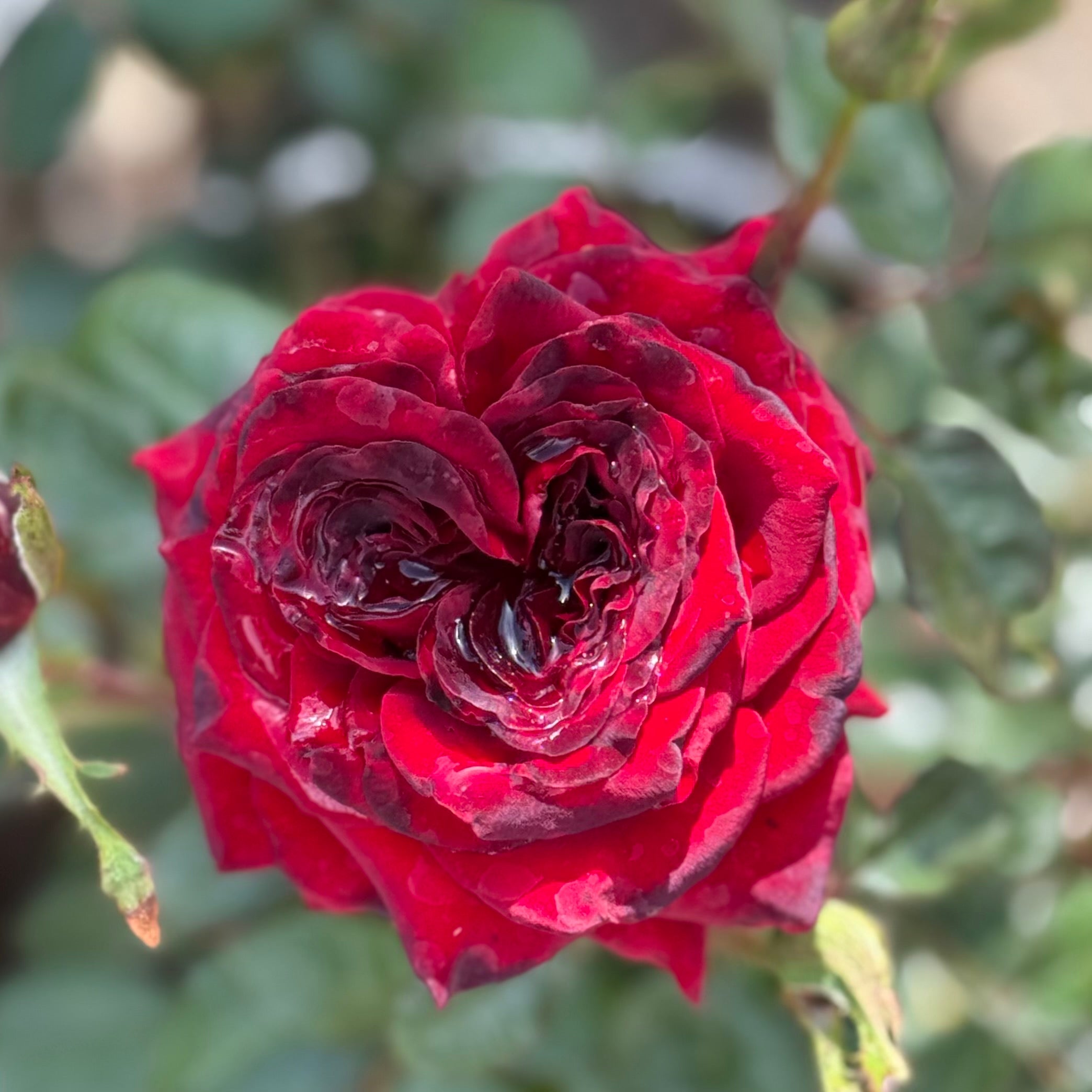 Black Magic® Potted Rose Bush