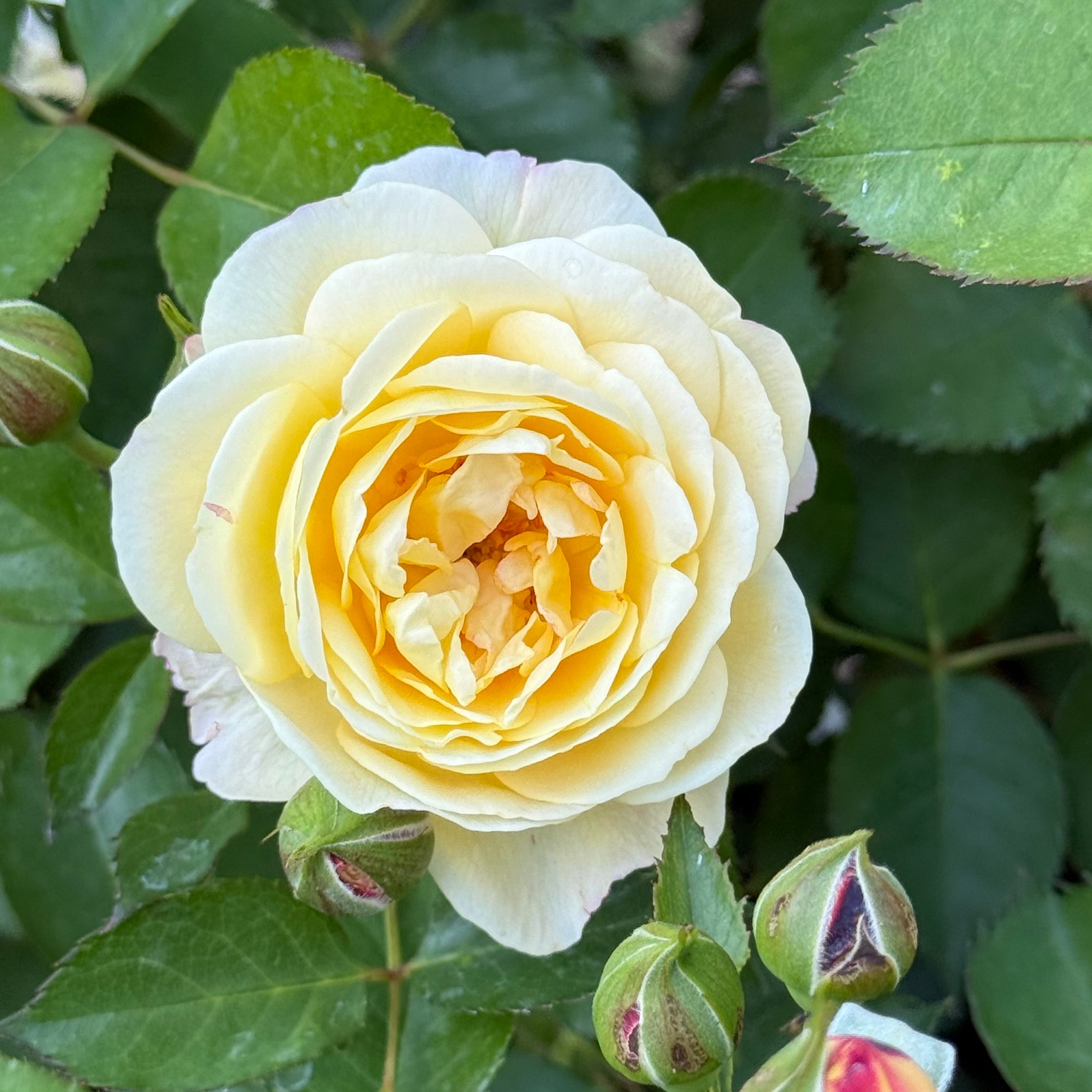 Life of the Party™ Potted Rose Bush